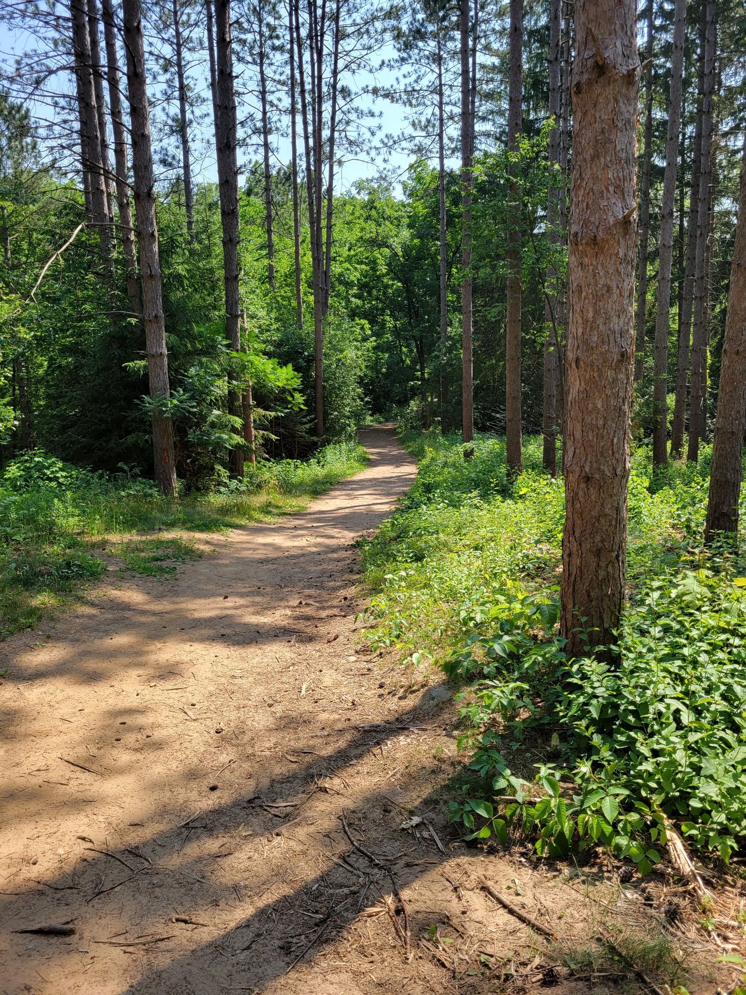 Sunny dirt path winding through a dense green forest with tall trees. - Scuppernong Red Loop