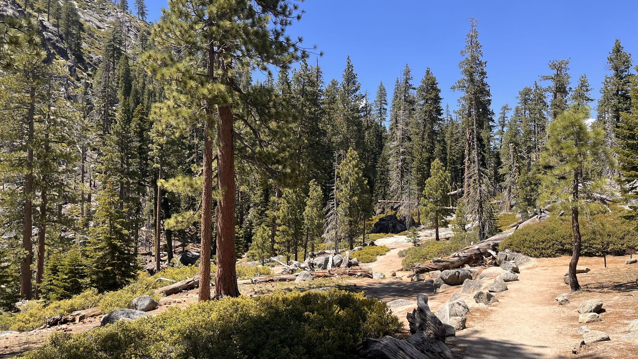 Forest trail winding through tall pine trees and rocky terrain under clear sky. - Yosemite Falls Trail