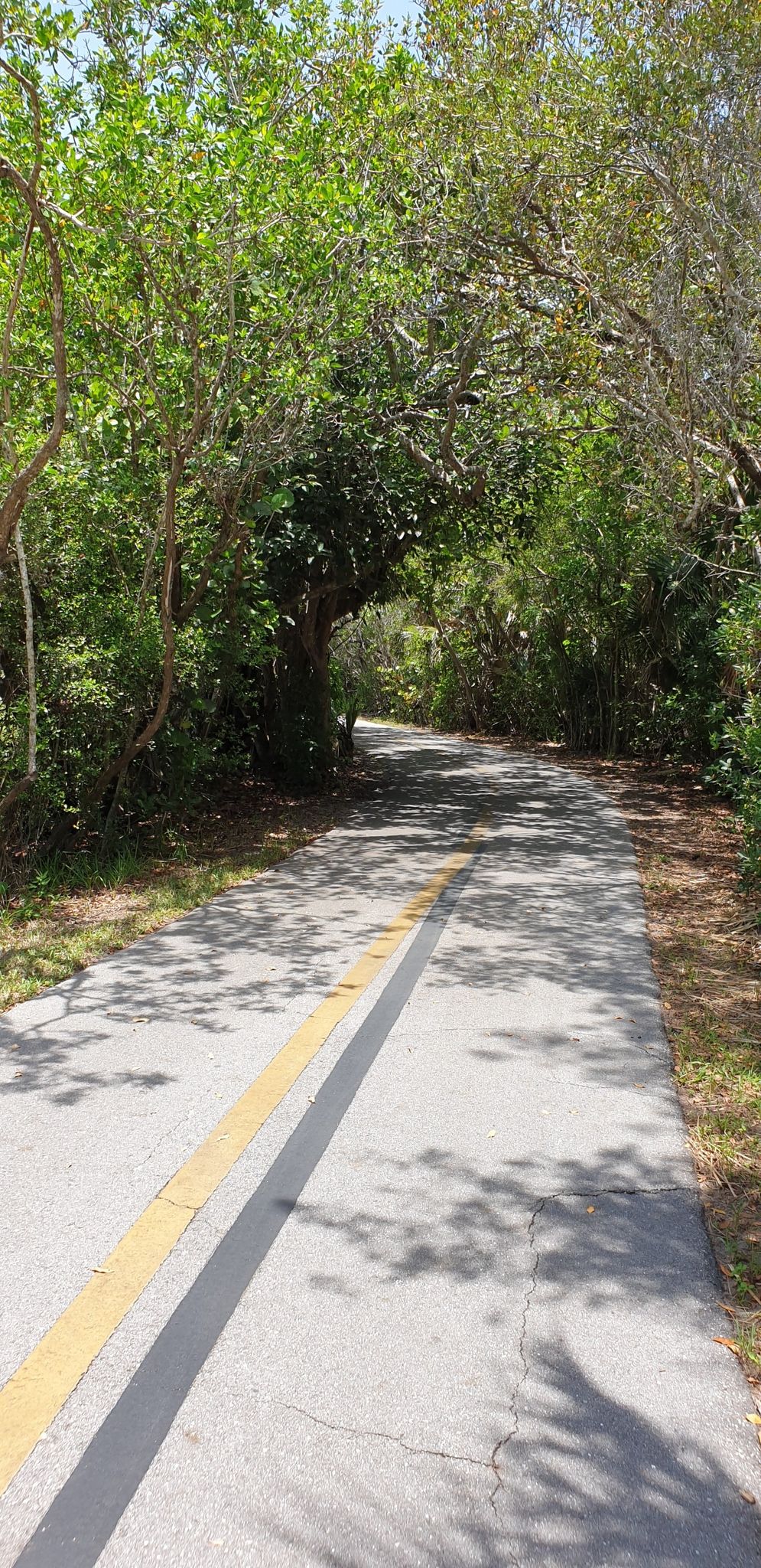 A paved road with a yellow line winds through a tunnel of green trees. - Tarpon Road – Frannie's Preserve loop from Bailey Tract
