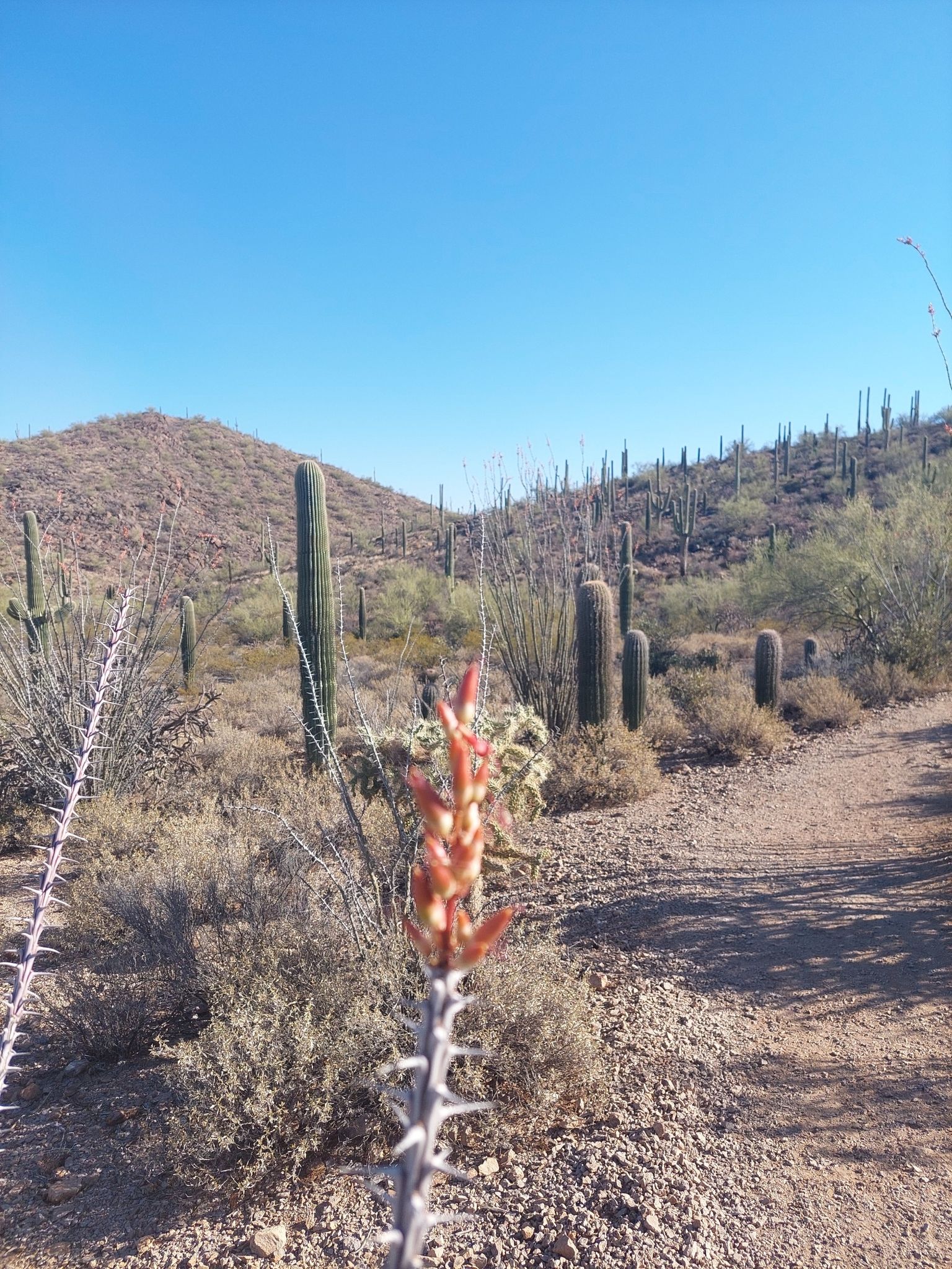 Close-up of a desert plant with red buds, saguaros and hills in background. - Painted Hills Trails Park loop from Mary Henderson Desert Center