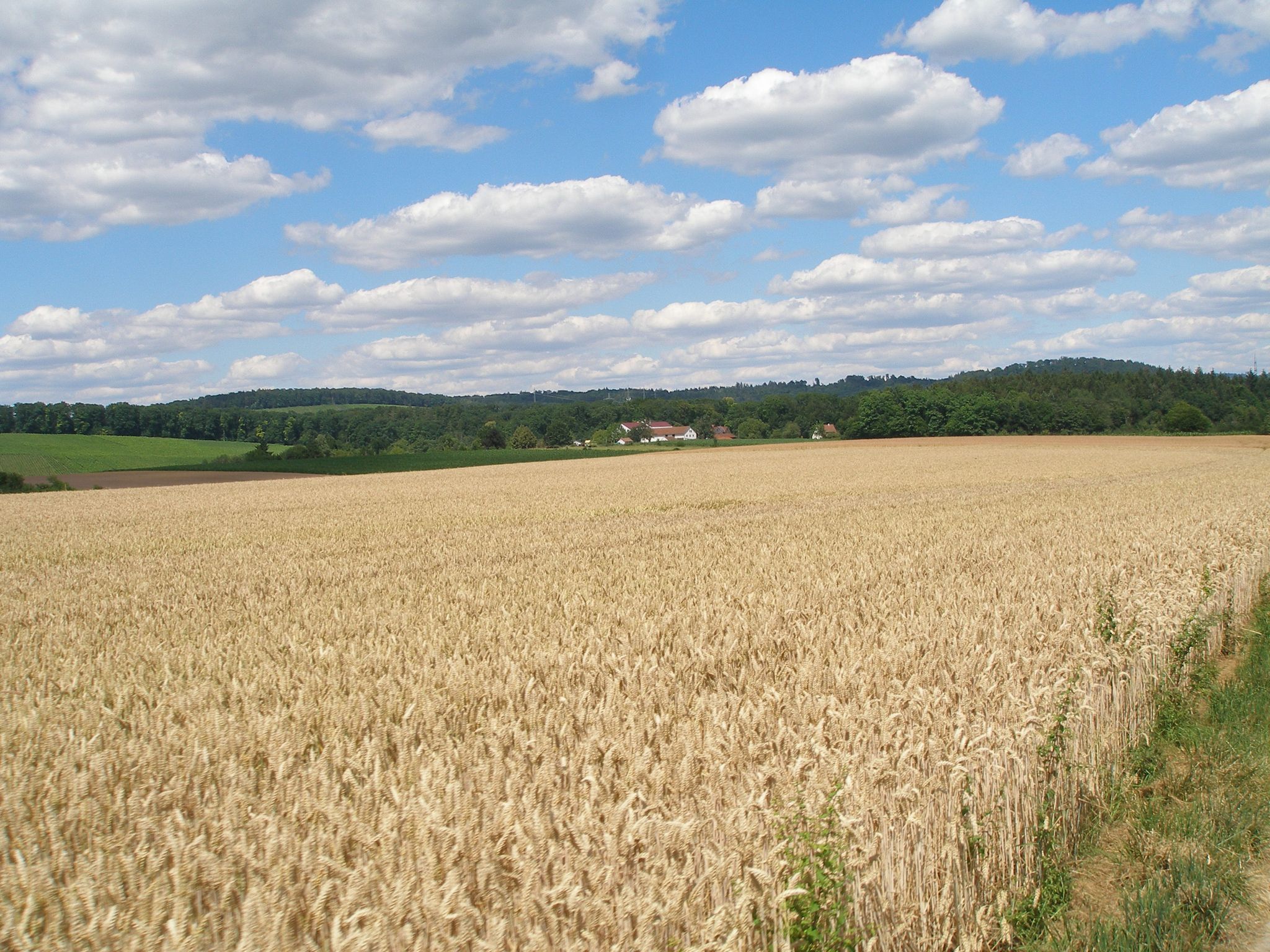 Blick zum Forsthof