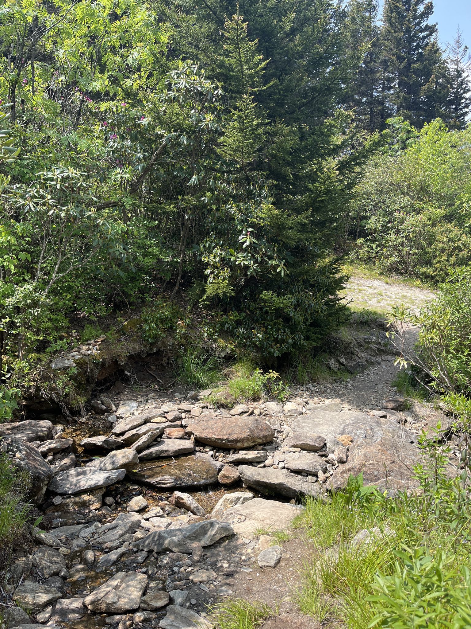 A small rocky stream flows across a dirt path in a green forest. - Graveyard Fields Overlook – Pounding Mill Overlook loop from Jukebox Junction Restaurant and Soda Shop