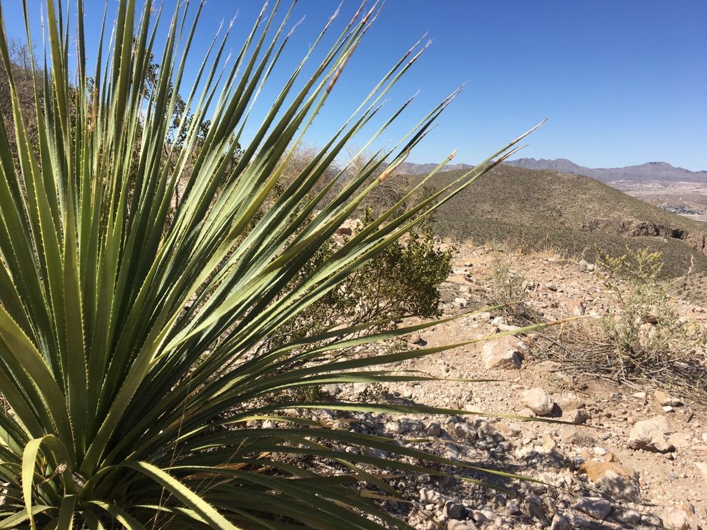 Close-up of a spiky desert plant with arid hills under a clear sky. - Thousand Steps Trail