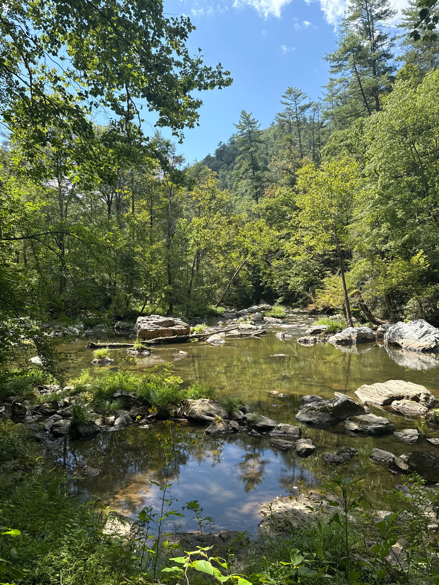 Calm river pool reflecting the sky, surrounded by lush green forest. - Laurel River Trail