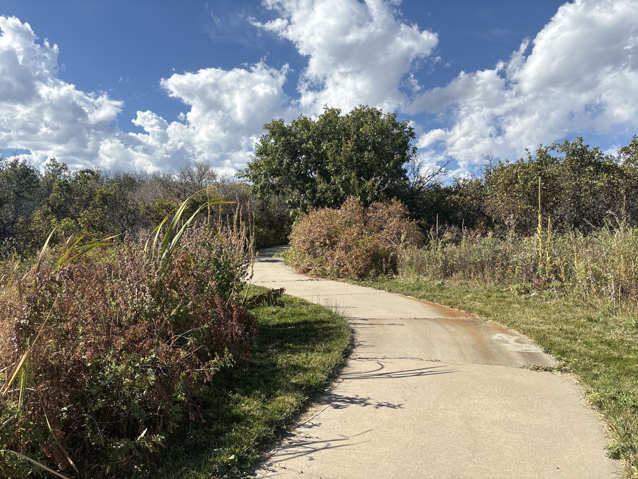 Winding paved path through tall grasses and trees under a bright, cloudy sky. - Water's Edge Park & Mary Kyer Park loop — Colorado Springs