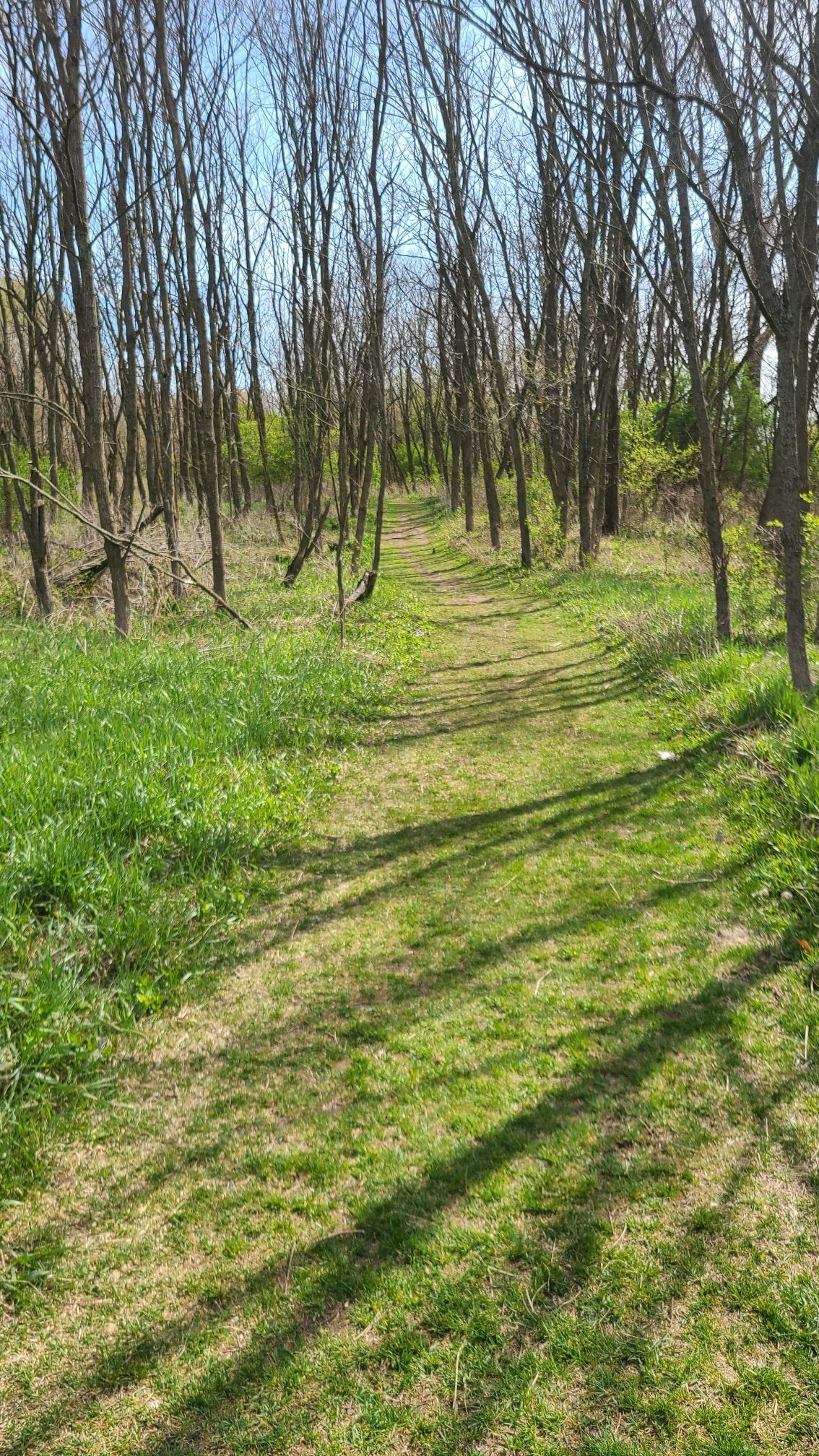 A sunlit grassy path winds through a forest of bare trees. - Fred McLinden Nature Trails