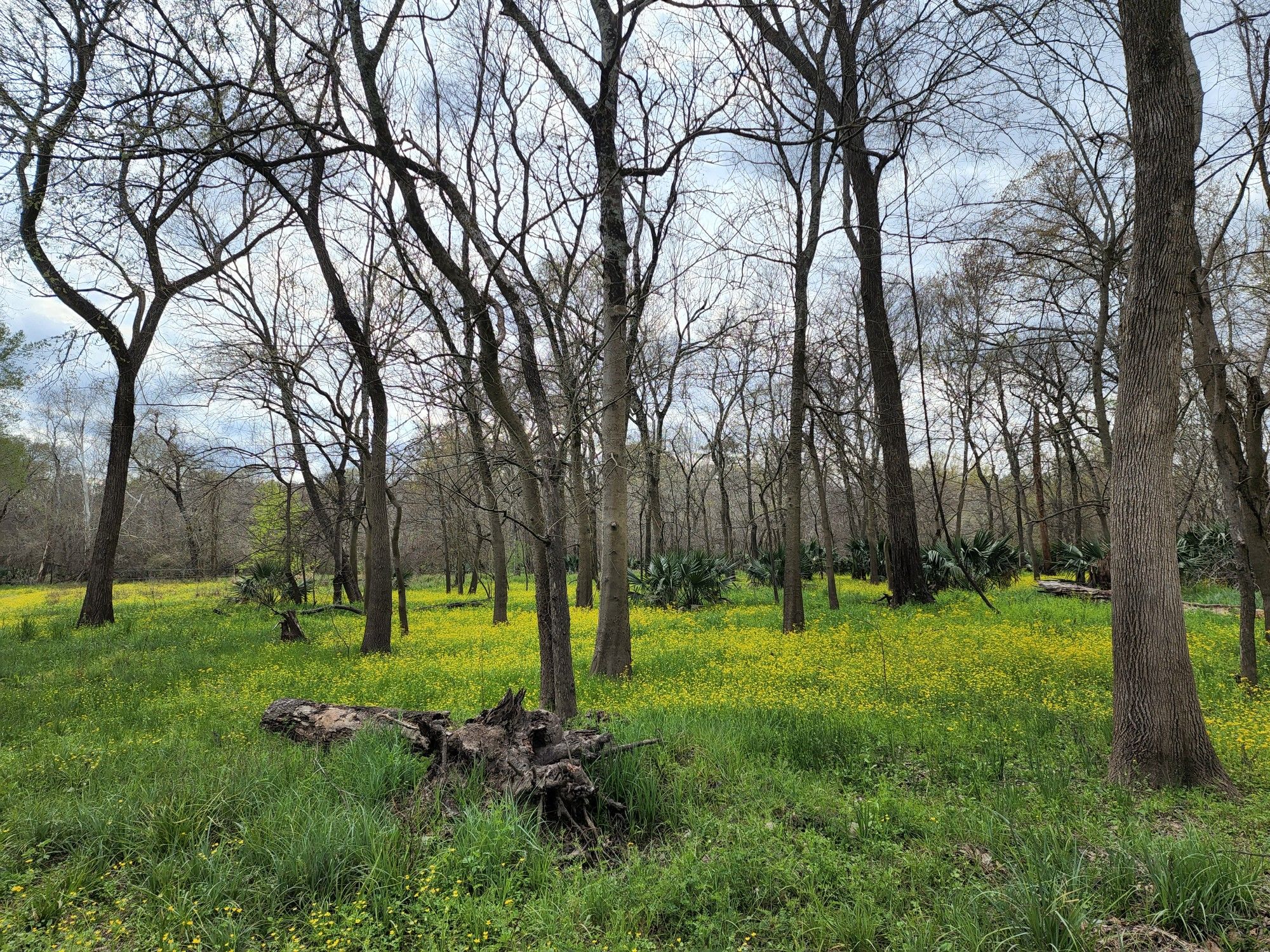 Forest floor covered in green and yellow plants, surrounded by bare trees. - Equestrian and Nature Trail