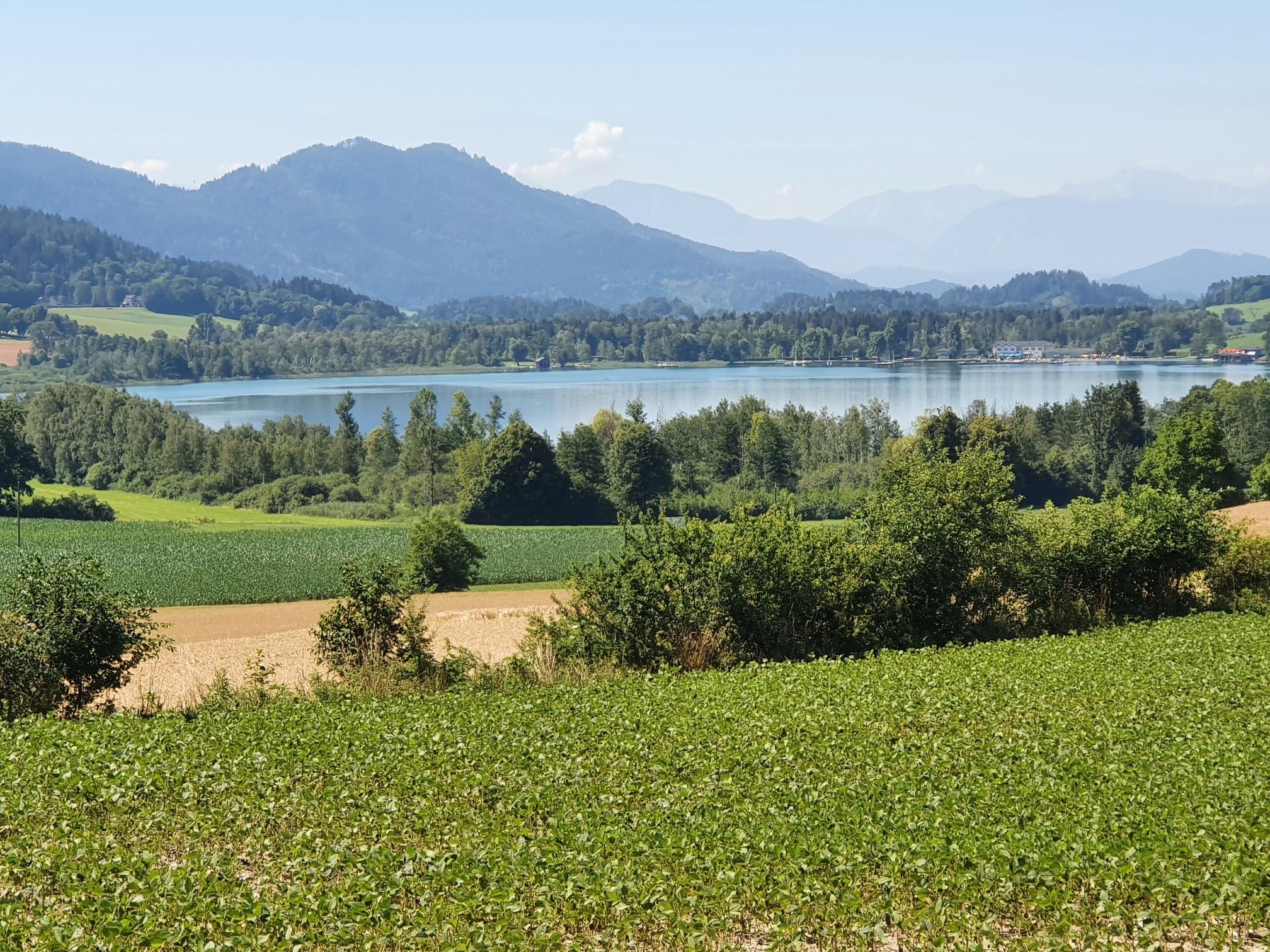 Längsee