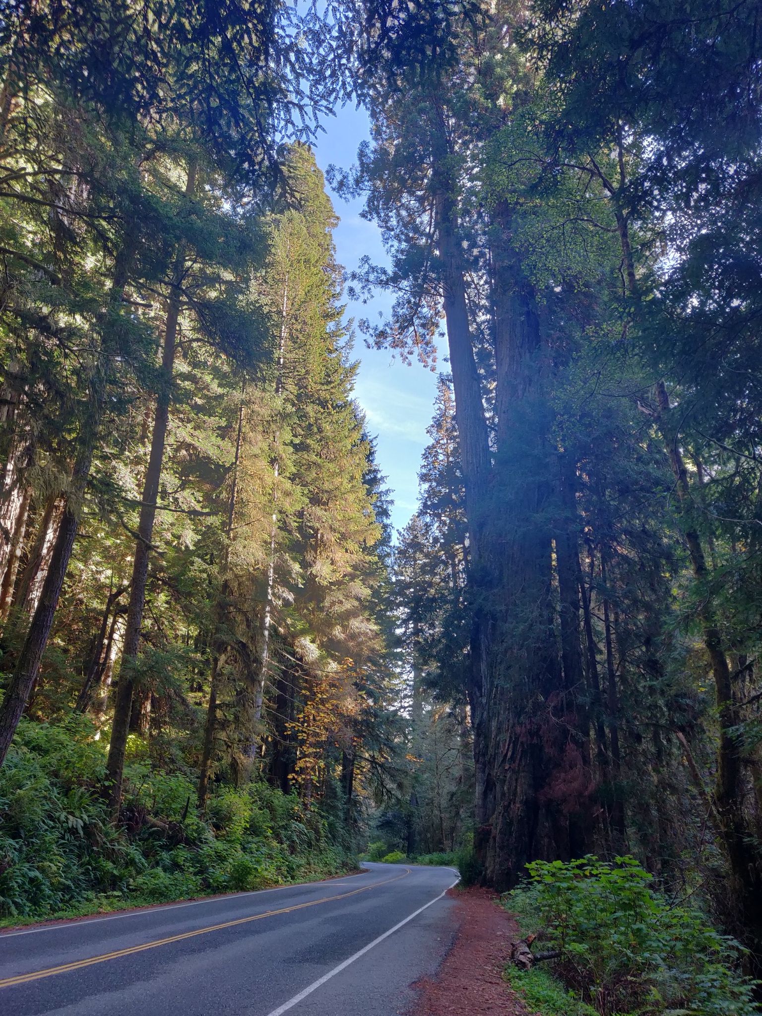 A paved road winds through a towering forest under a bright blue sky. - Newton B. Drury Scenic Parkway