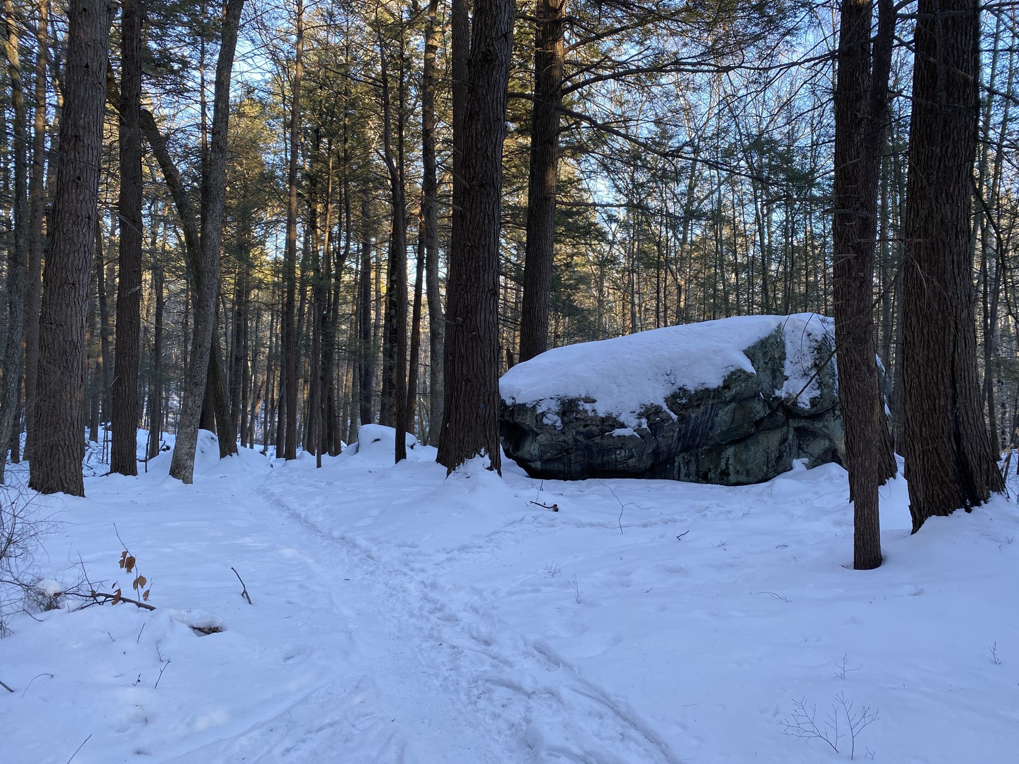 Snowy forest path with a large, snow-capped boulder and tall trees. - Henderson-Swasey Town Forest trail run loop