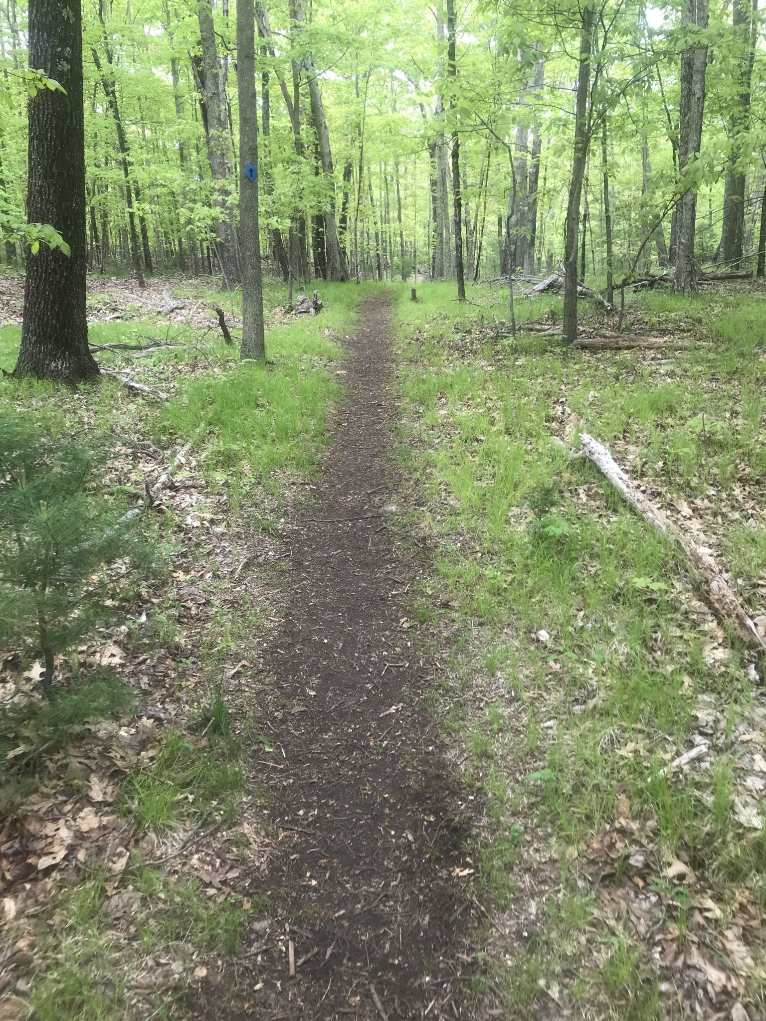 A narrow dirt path winds through a vibrant green, sunlit forest. - Mercy Woods and Ridge Perimeter Loop