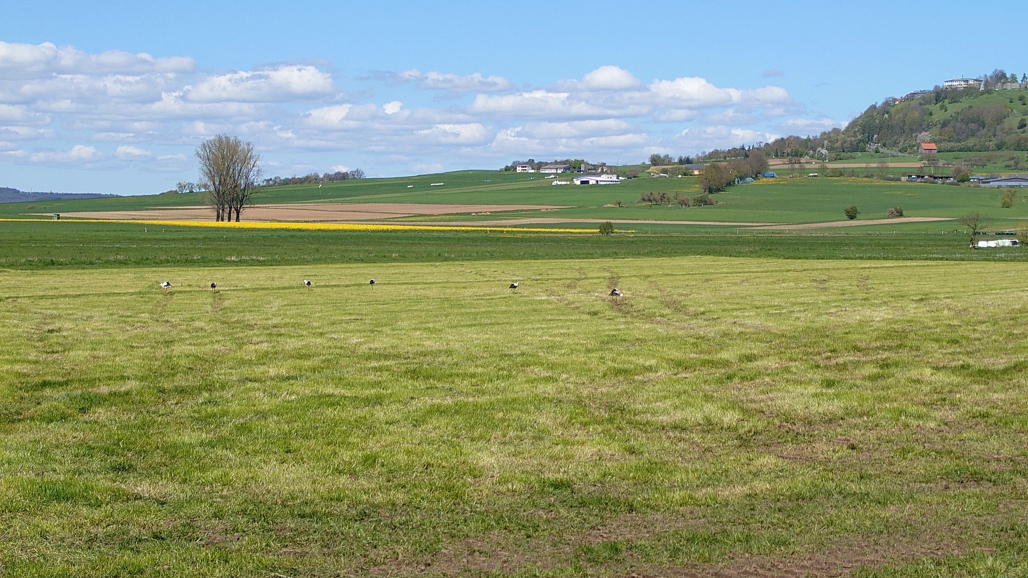 Störche in den Auen bei Amöneburg.