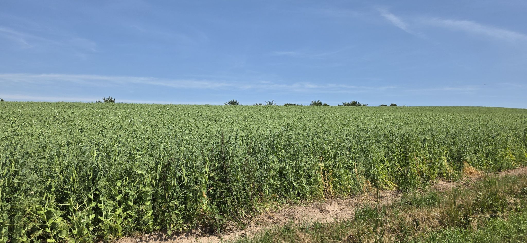 Erbsenfeld