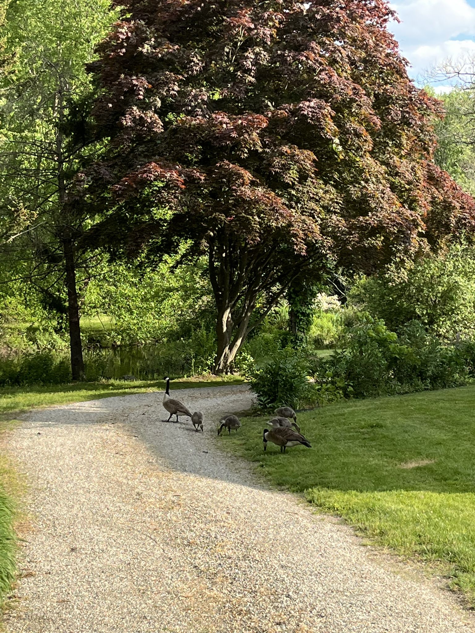 Geese on a gravel path under a large tree on a sunny day. - Osprey Overlook Park loop from East Weymouth