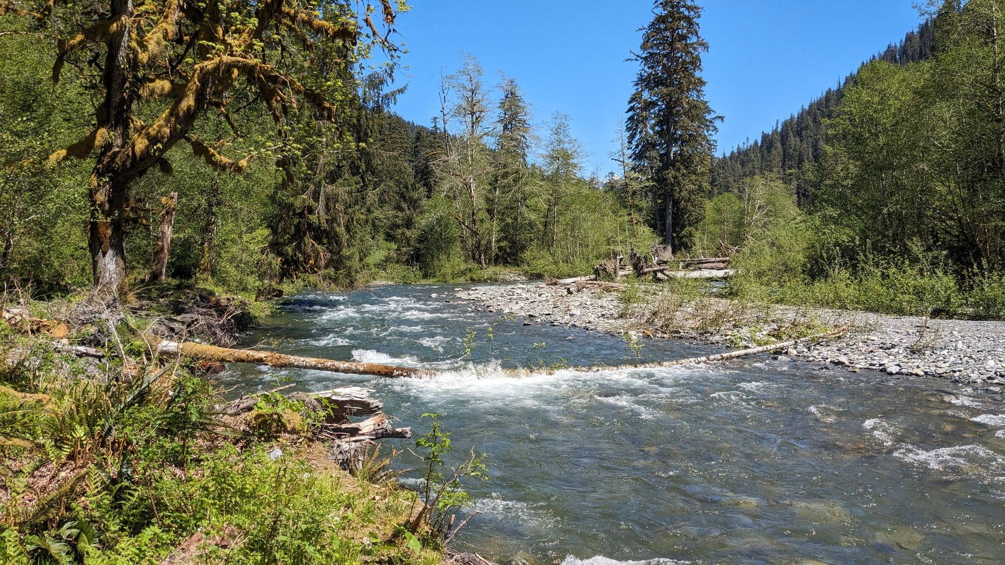 A clear river flows through a lush green forest on a sunny day. - East Fork Quinault River Trail