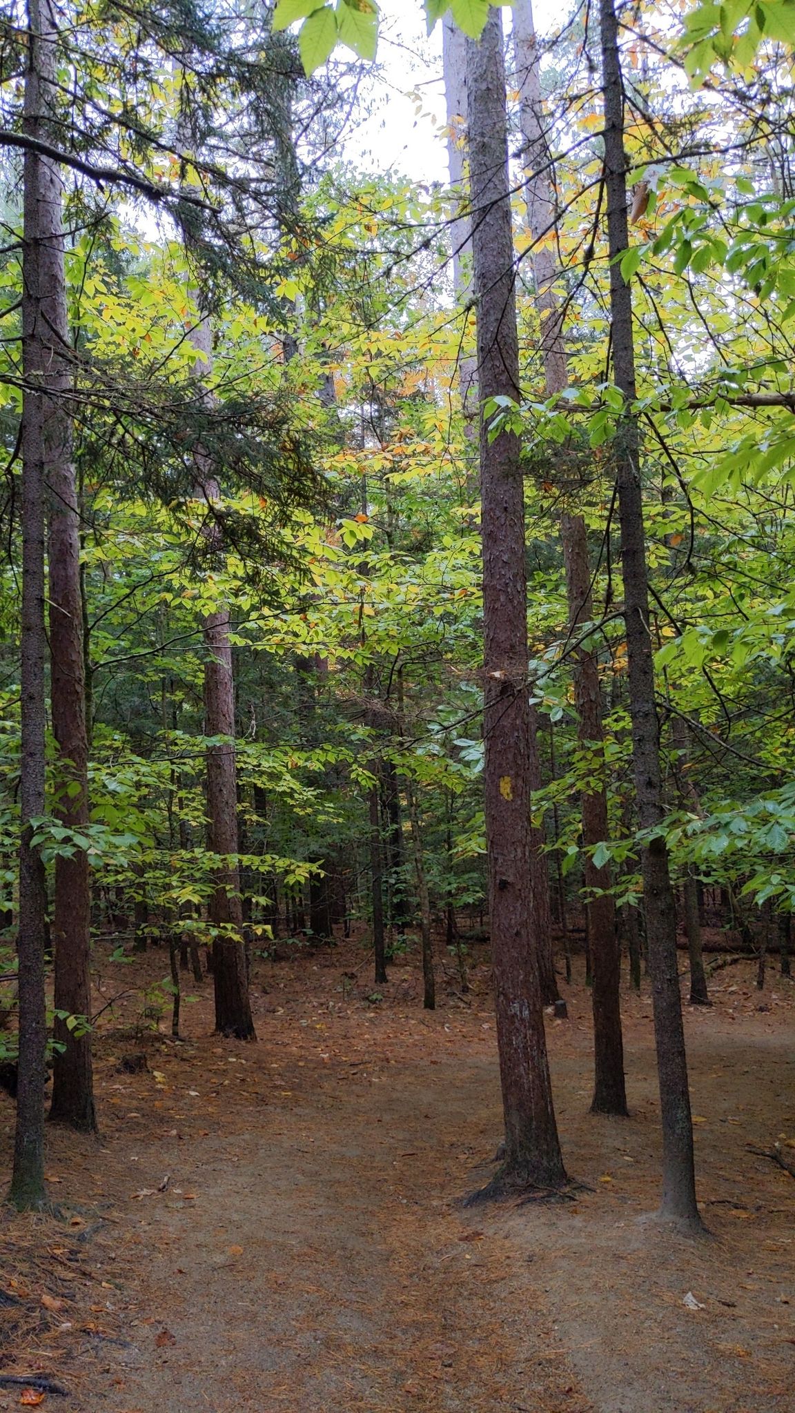 A dirt path winds through a dense forest with green and yellow leaves. - Diana's Bath Trail