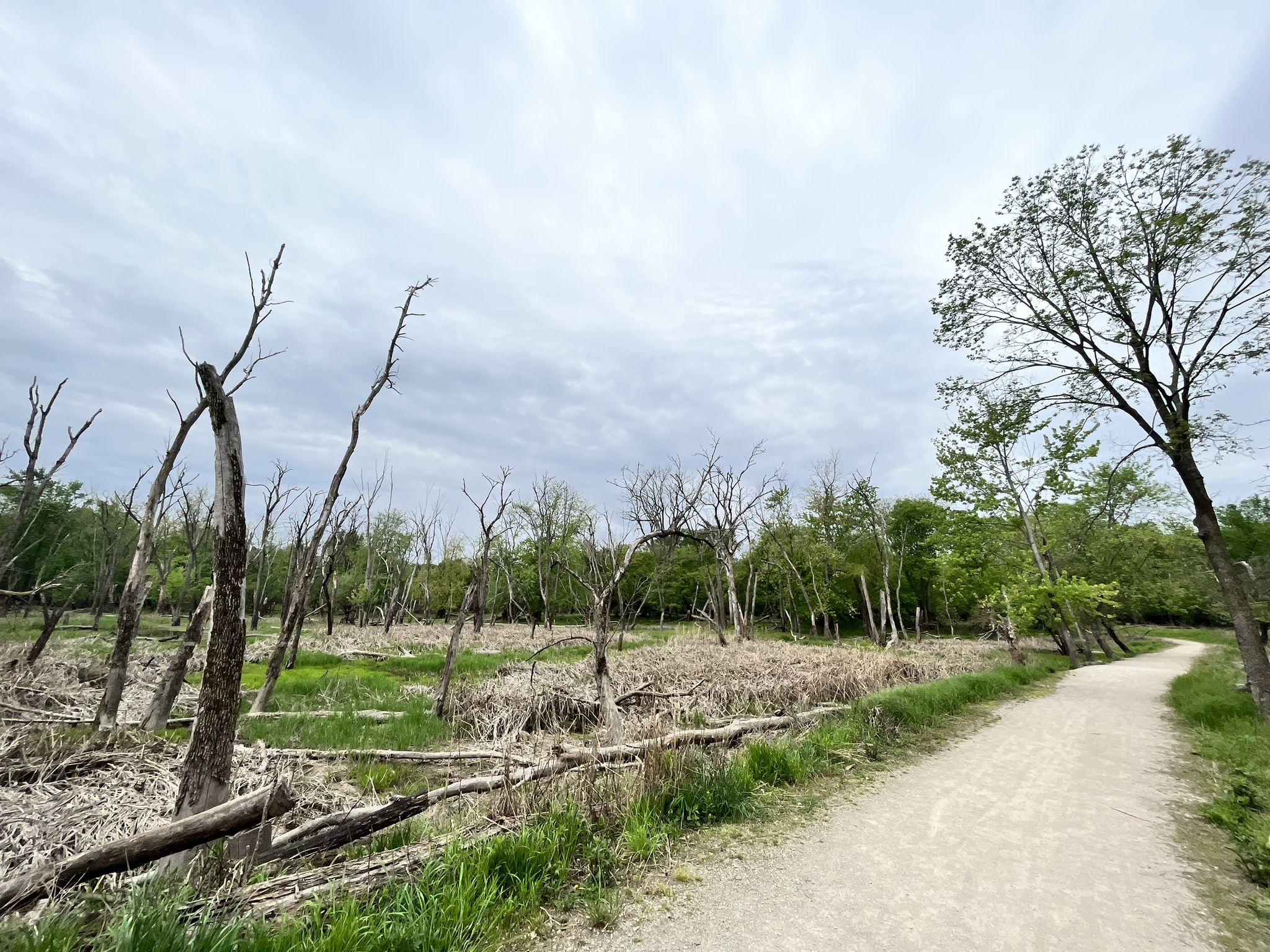 A dirt path winds past a wetland filled with bare trees under a cloudy sky. - Catherine Chevalier Woods – Des Plaines River Trail loop from River Forest