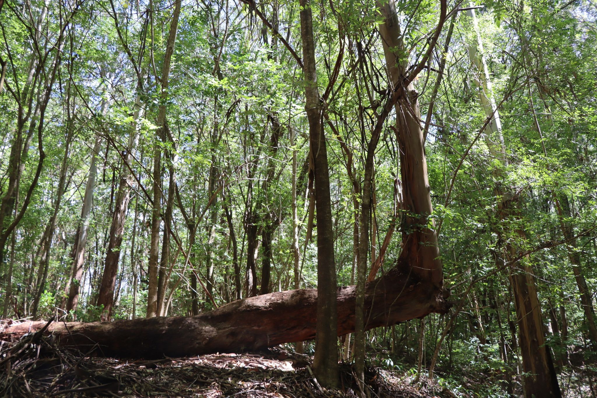 A large fallen tree trunk lies across the ground in a dense forest. - Piiholo Reservoir loop from Piiholo Reservoir