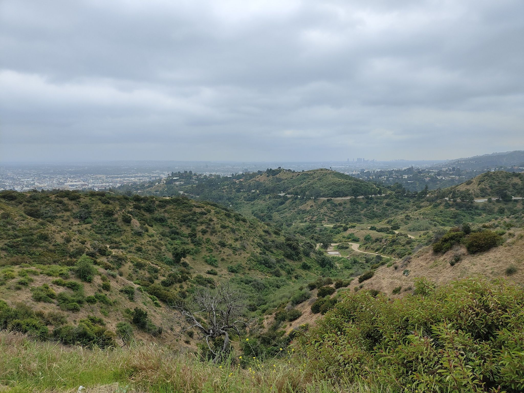 Overcast view of rolling green and dry hills with a distant city. - Vermont Canyon Road – Griffith Observatory loop from Van Nuys