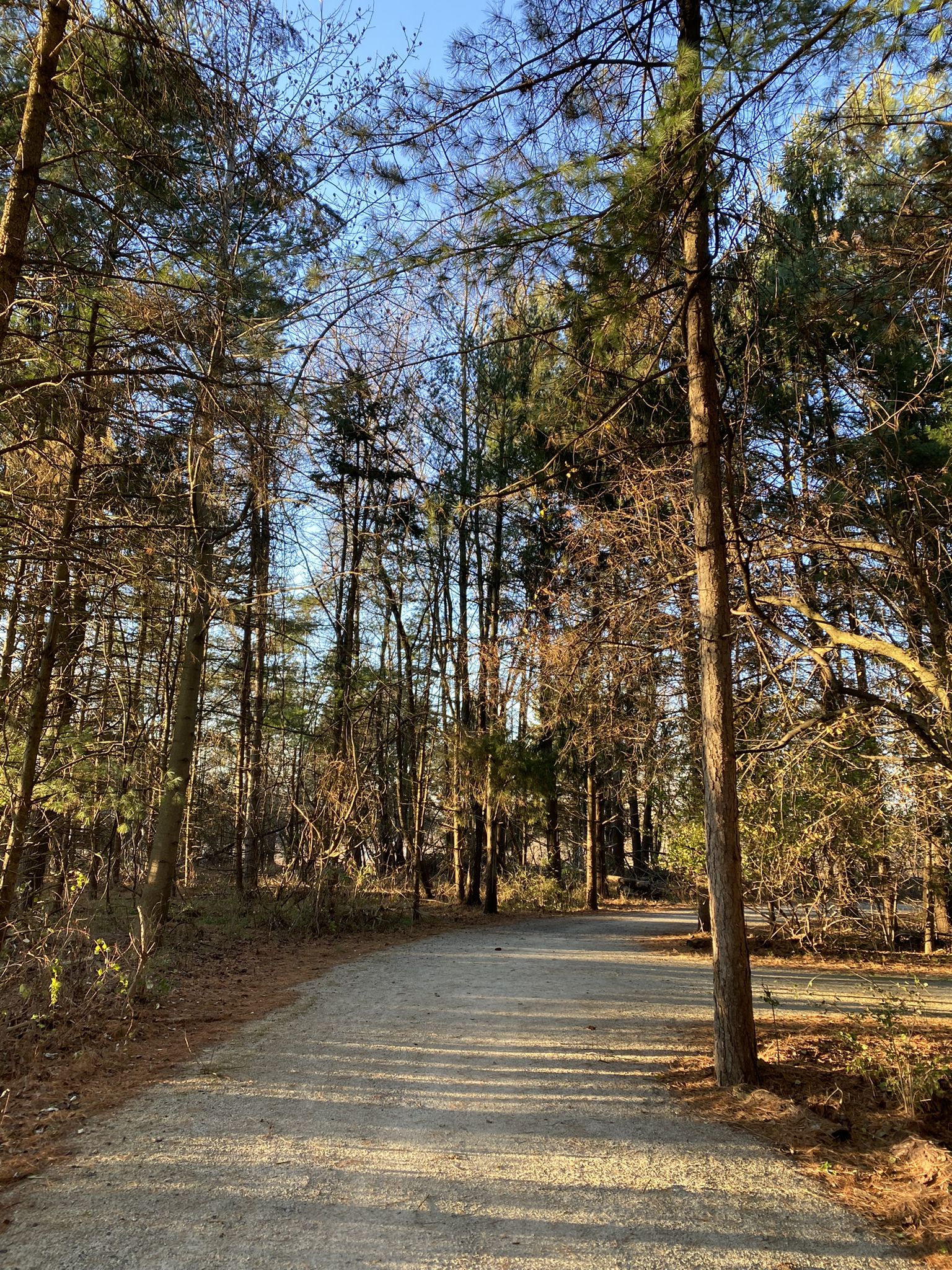 A sunlit dirt path winds through a dense forest of tall trees. - Zacharias Creek Trail