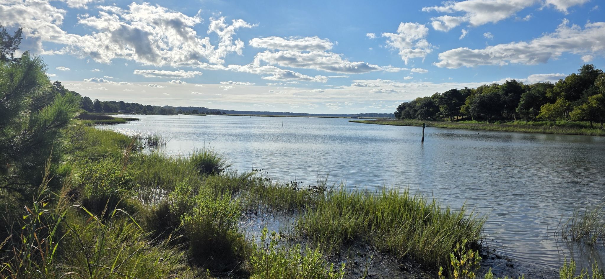 Expansive calm water with green marsh grass and distant trees under blue sky. - Pleasure House Point Natural Area loop