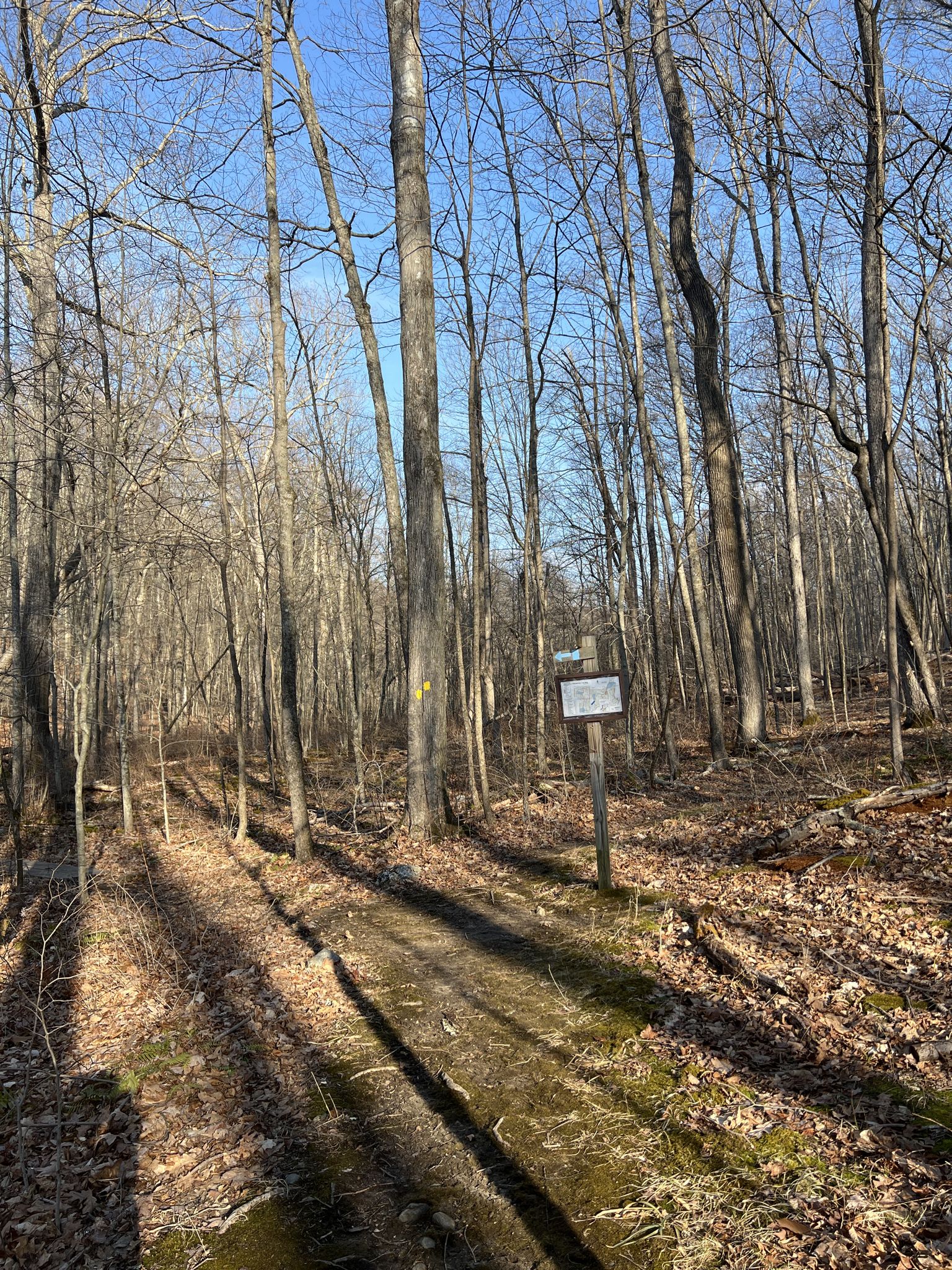 Sunny forest path with bare trees, fallen leaves, and a trail sign. - Angle Fly Preserve Yellow Loop