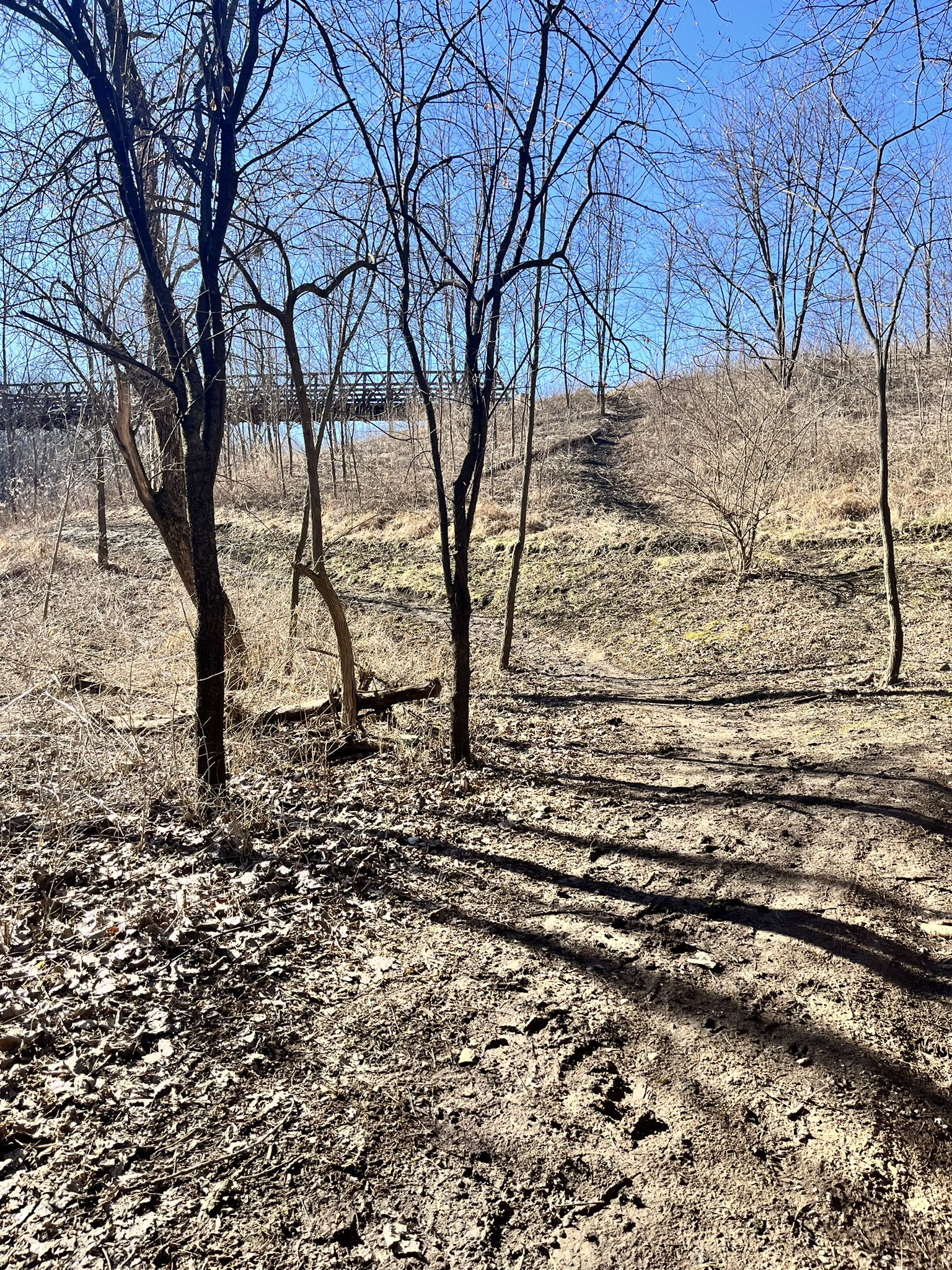 Sunny winter landscape with bare trees, long shadows, and dry ground. - Corkscrew Trail