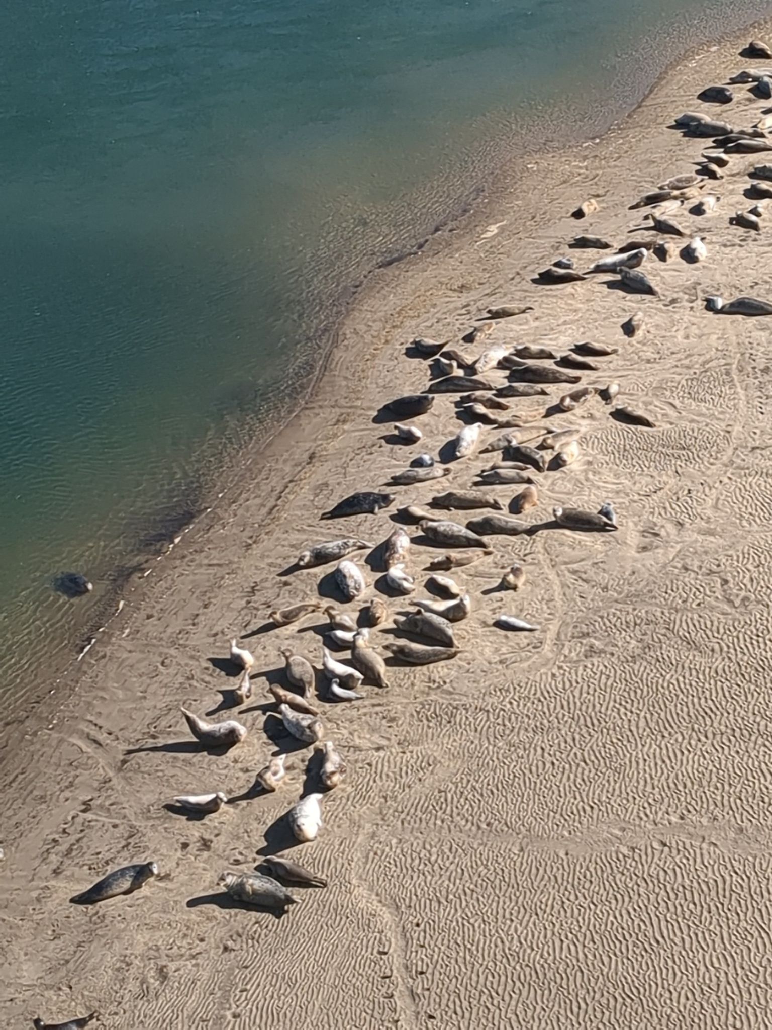 Numerous seals basking on a sandy beach next to calm turquoise water. - Alsea Bay Bridge loop from Seal Rock State Recreation Site