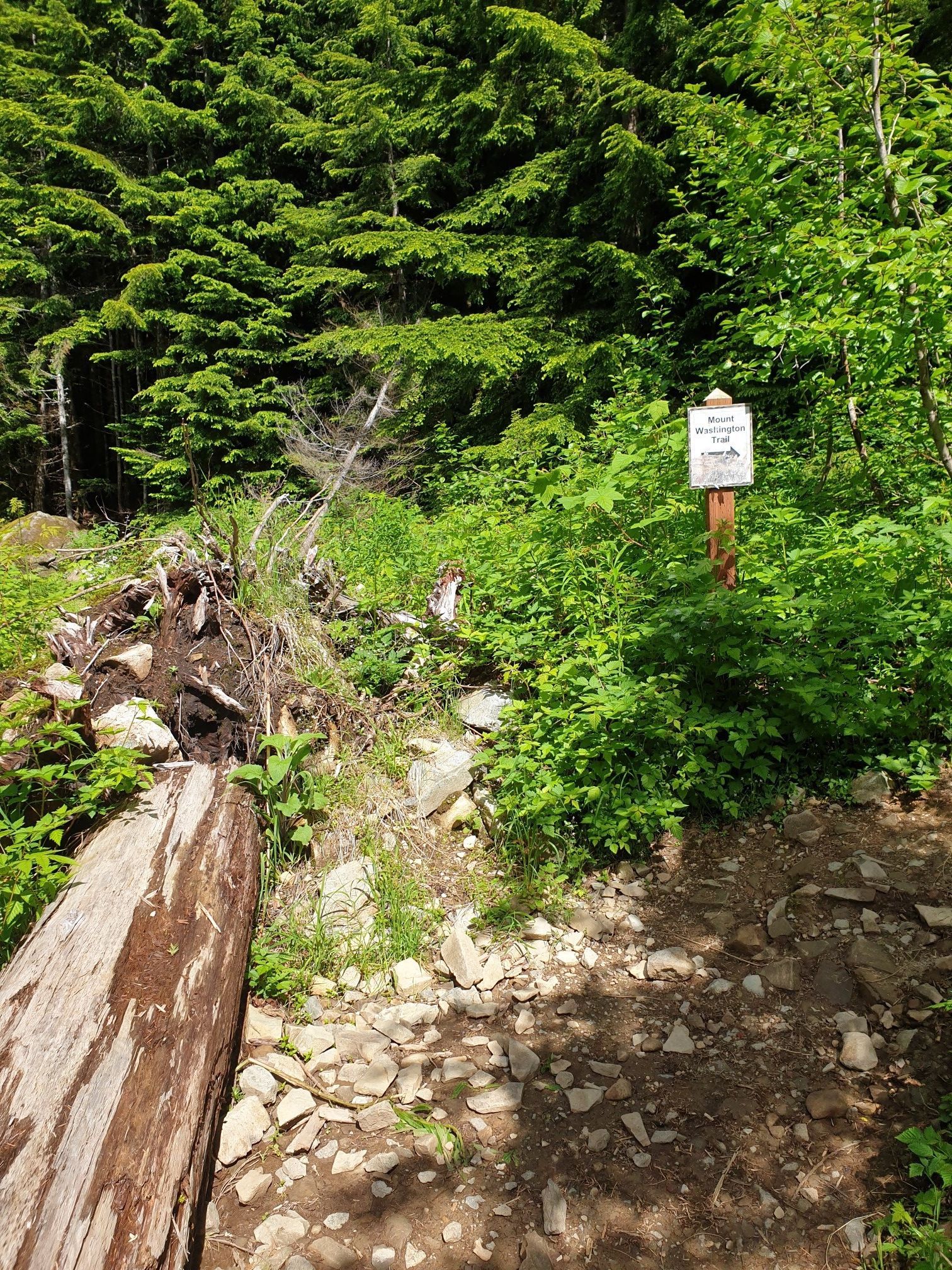 A sunny forest path with a sign and fallen log amidst dense greenery. - Olallie Trail