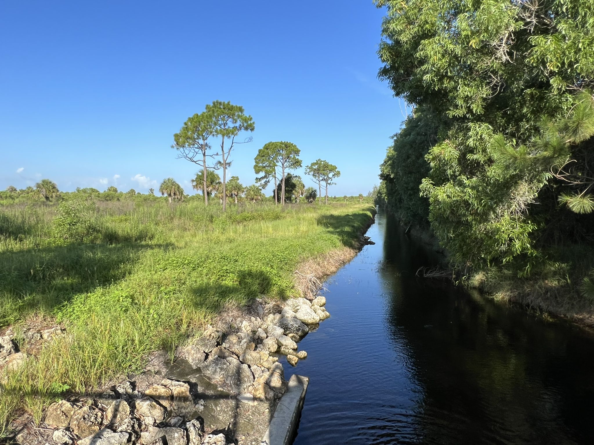A narrow canal flows between a grassy bank and lush trees under a bright sky. - Maxine Canal – Cape Coral Bicycle Trail loop from Gulf Middle School