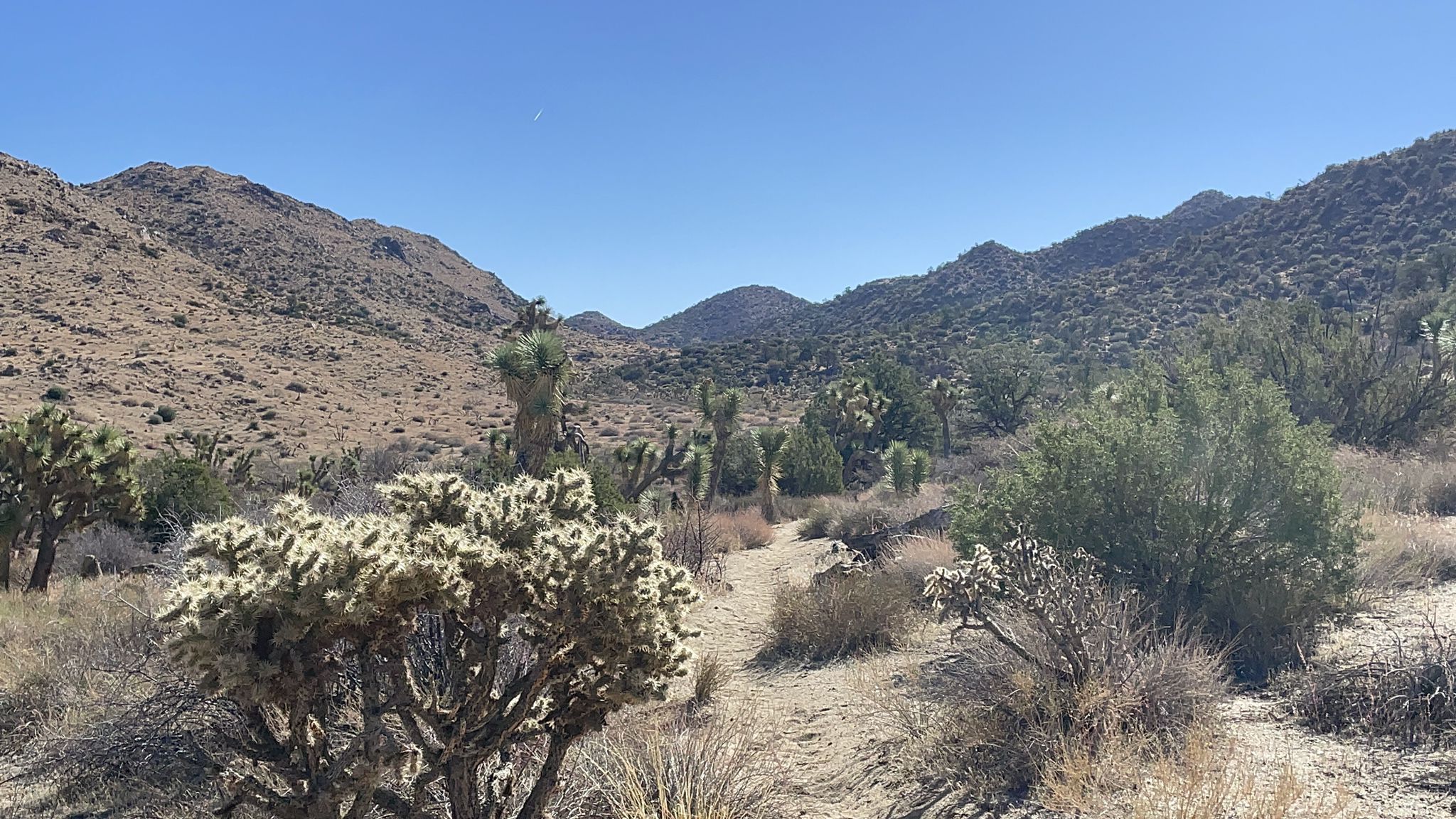 Bright desert valley with cacti, Joshua trees, and distant rocky mountains. - Burnt Hill Trail loop