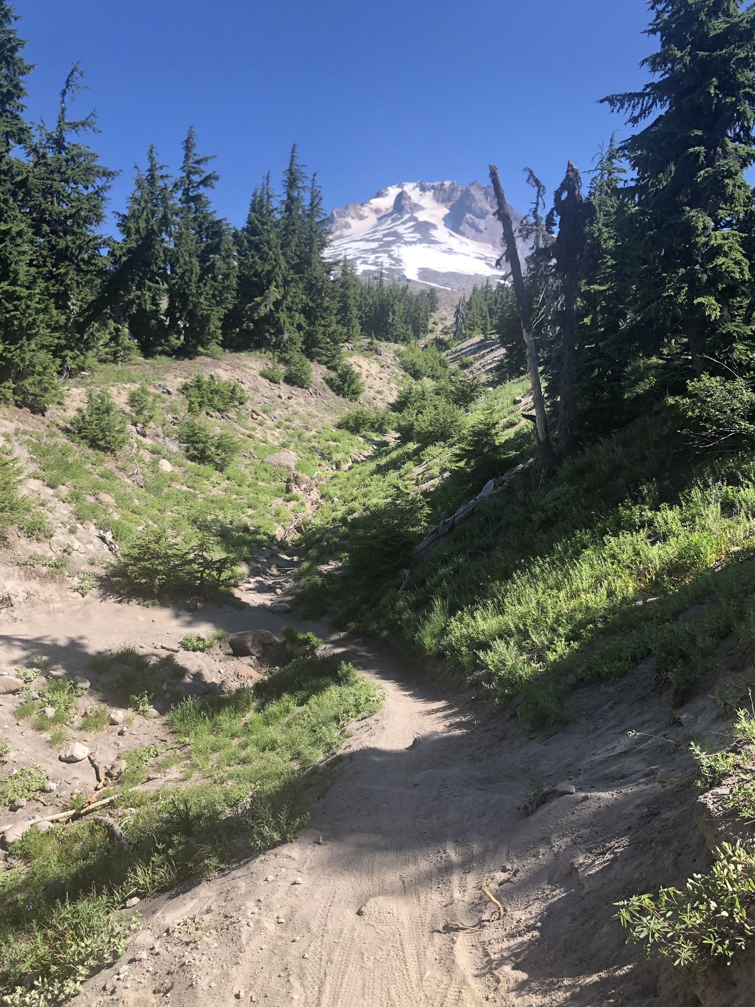 A dirt path winds through pine trees towards a majestic snow-capped mountain. - Timberline to Rhododendron – Mount Hood National Forest