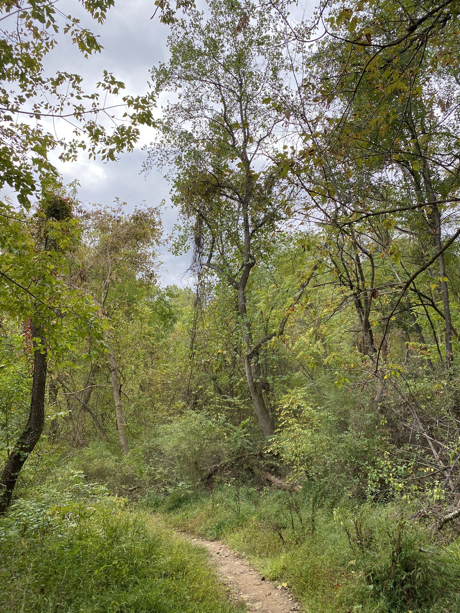 A dirt path winding through a dense green forest on an overcast day. - Fire Trail loop
