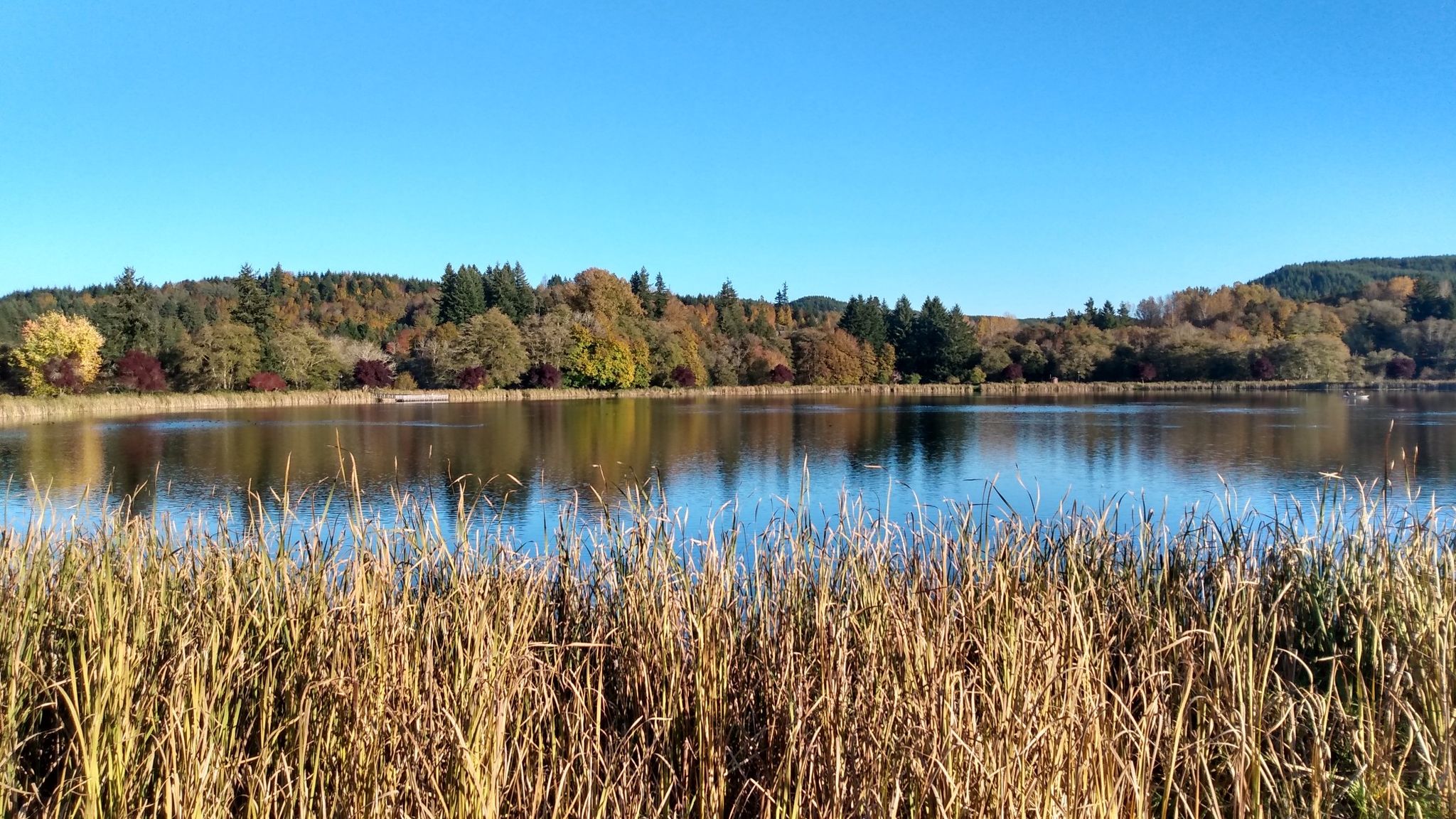 Sunny lake view with tall dry grass and colorful autumn trees. - Vernonia Lake – Old Mill Fuel Building loop from Rogers Park