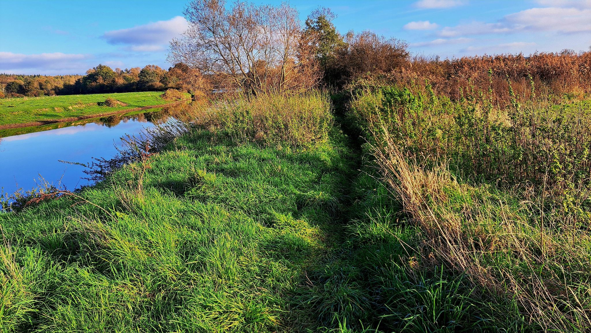 Ce chemin, étroit, disparaît presque dans les taillis.