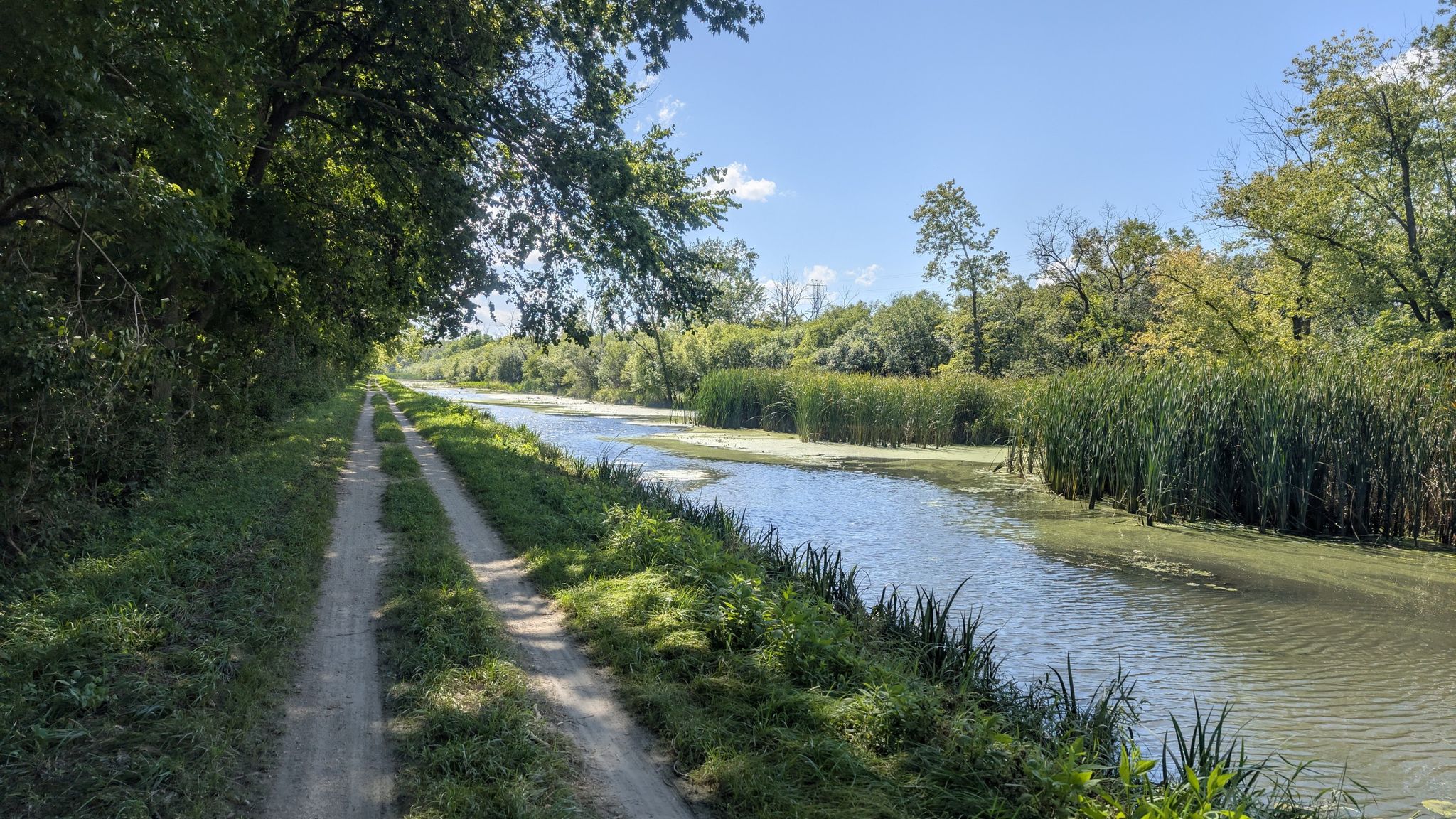 Dirt path beside a canal with tall reeds and dense green trees. Sunny day. - Illinois & Michigan Canal State Trail