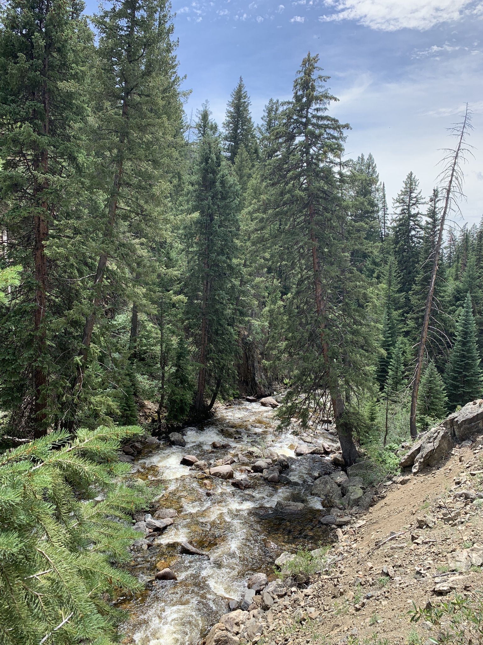 Rushing stream flowing through a dense evergreen forest. - Sanctuary and Skyline Loop Trail
