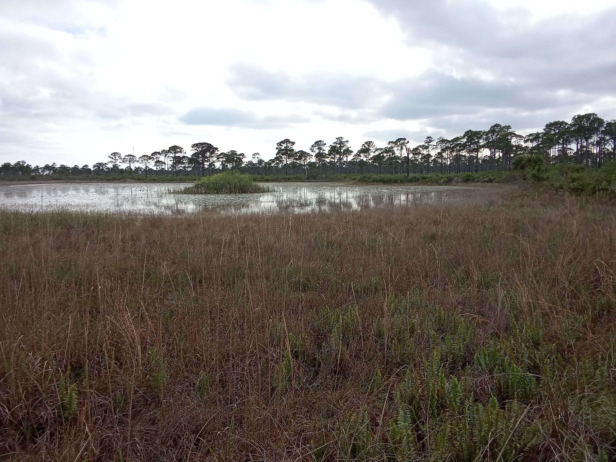 Vast marshland with brown grasses, water, and distant pine trees under cloudy sky. - Oxbow Eco-Center and Savannas Preserve State Park loop