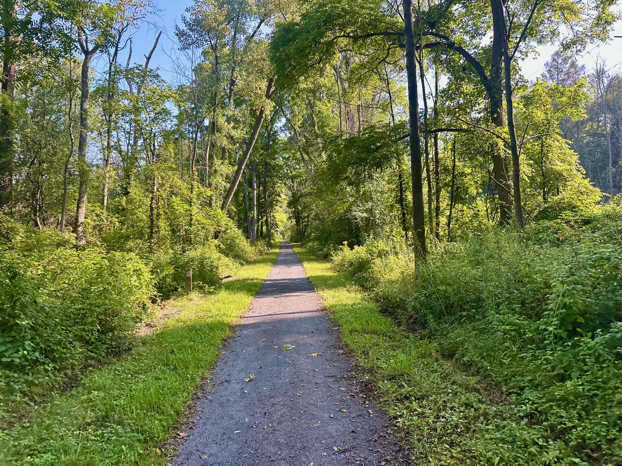A sunny gravel path winds through a dense green forest tunnel. - Cayuga-Seneca Canal Trail