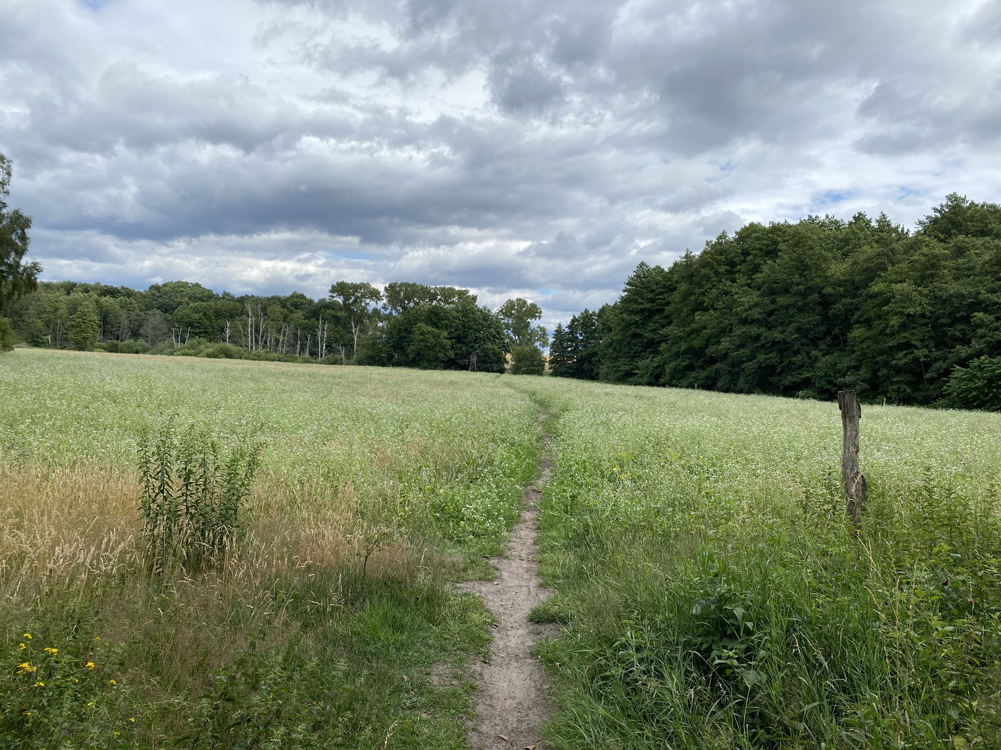 auf grüner Lichtung rausgekommen . Ein Paradies für Insekten .