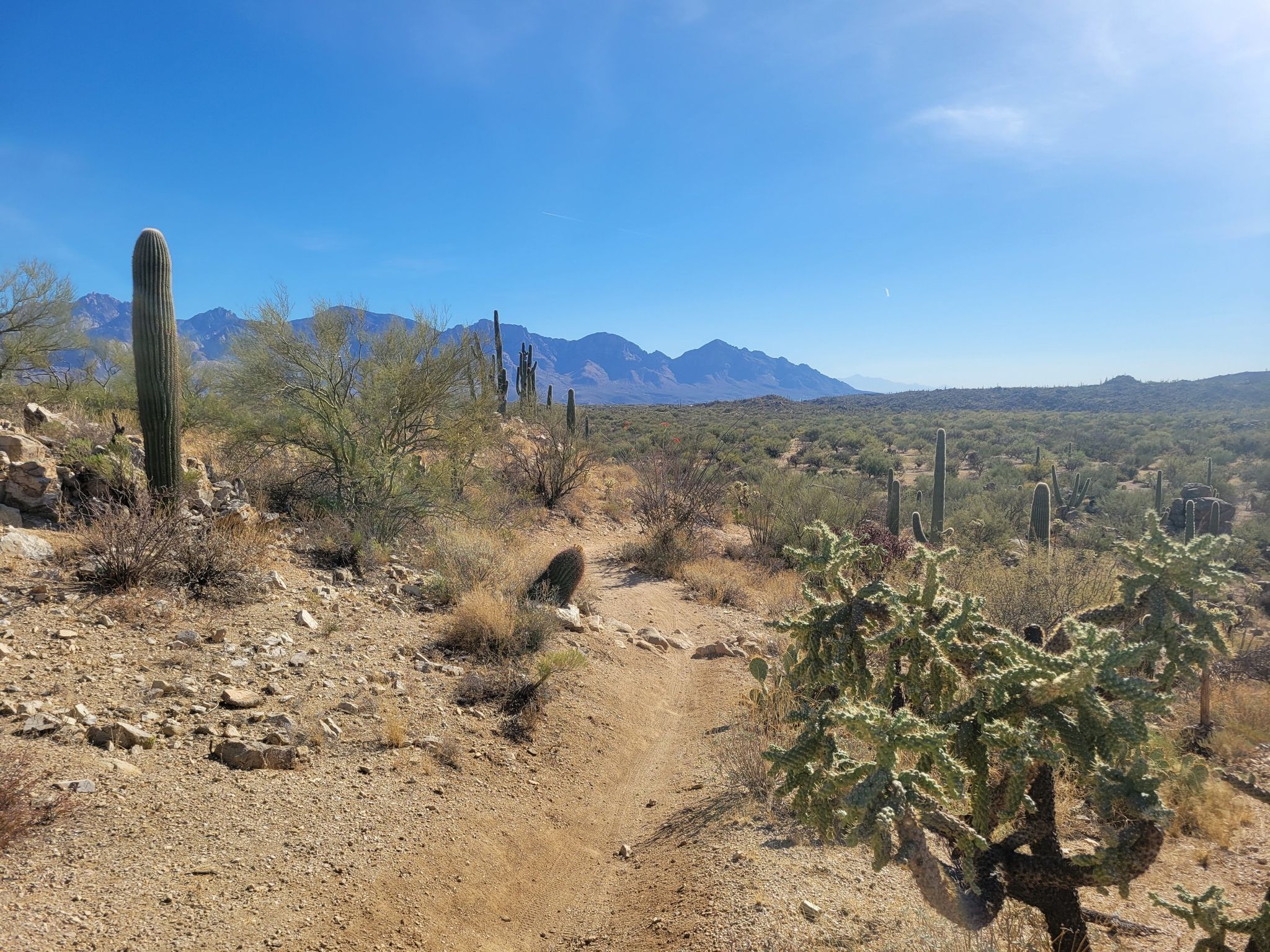 Desert path winding through cacti and brush, with distant mountains under clear sky. - Honeybee Canyon loop from United States Post Office
