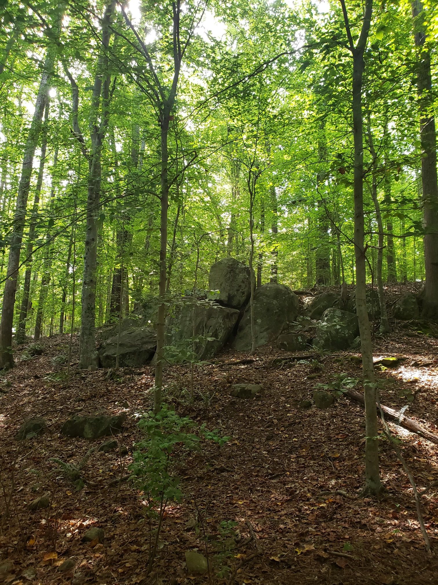 Sunlight filters through a dense green forest with large boulders and fallen leaves. - The Old Well – Coker Arboretum loop from Chapel Hill