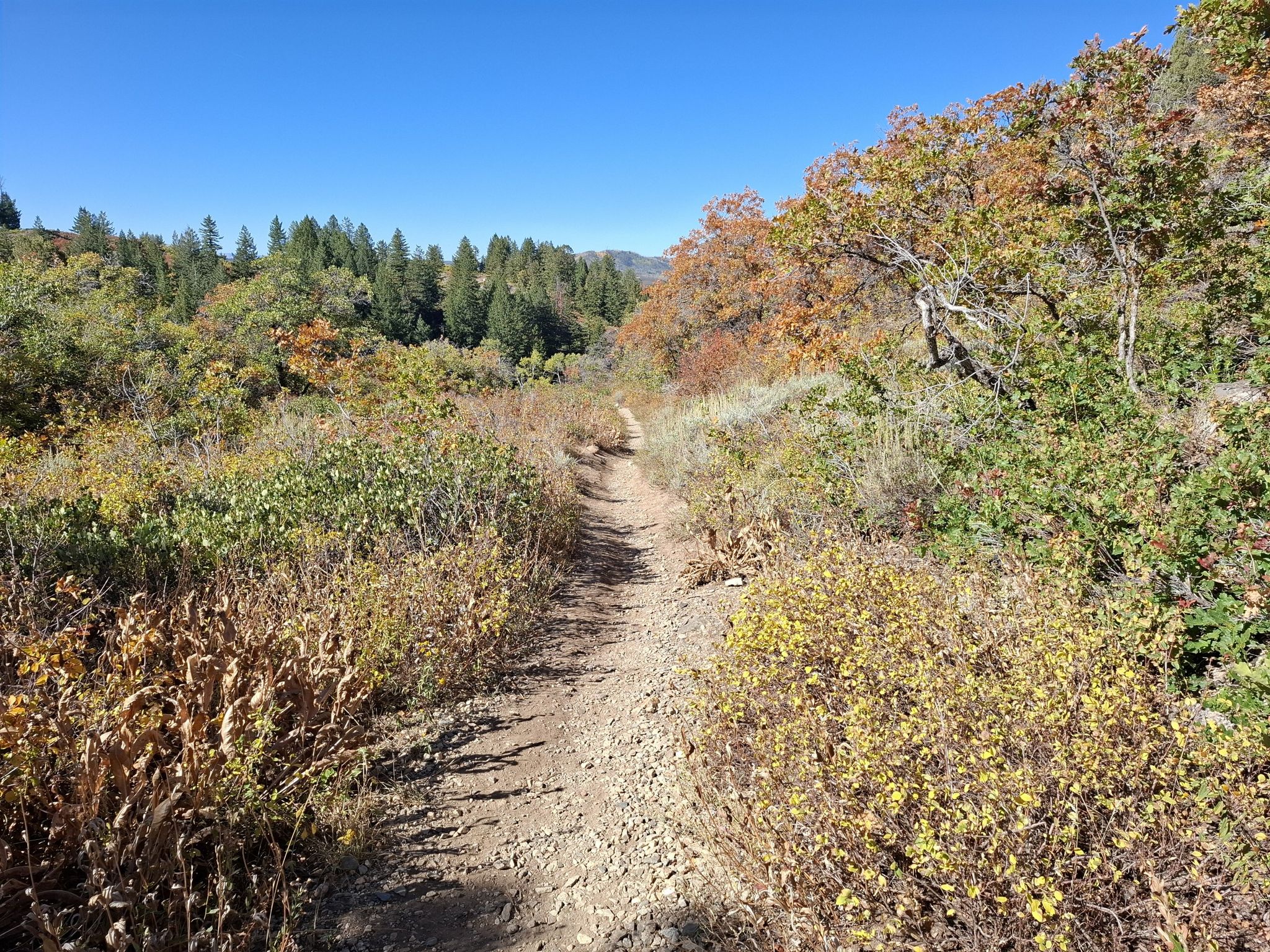 Narrow dirt path through dense autumn foliage and trees under a clear sky. - Uranium Mine Trail