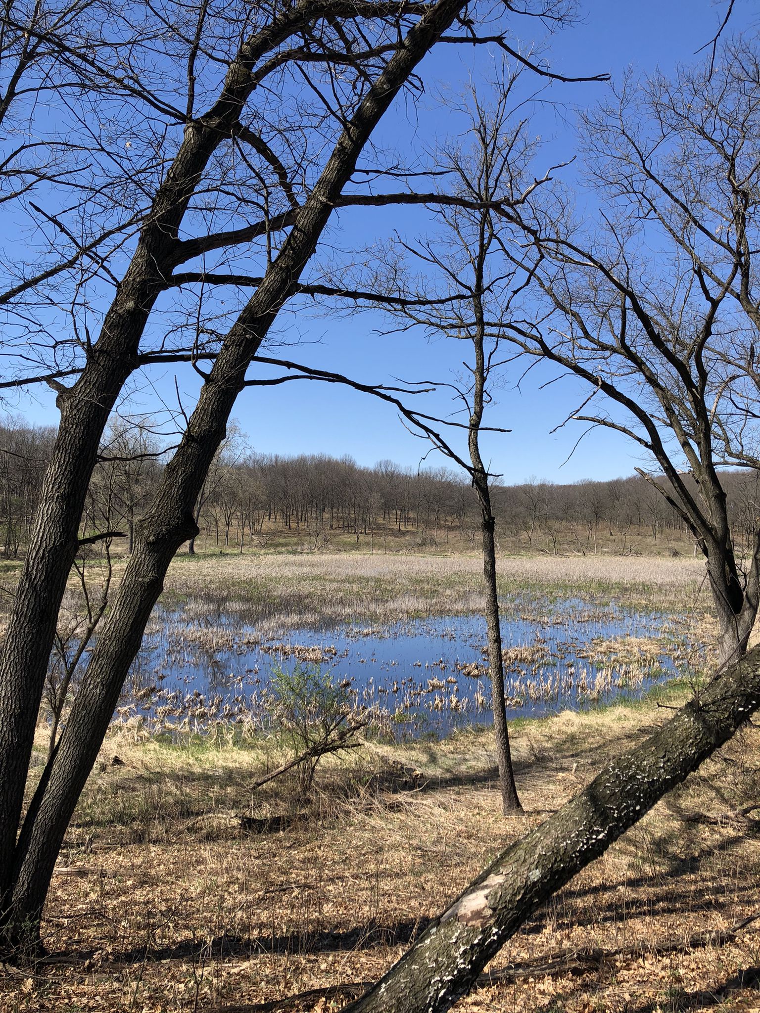 View of a sunlit wetland with blue water and marsh plants through bare trees. - Sag Valley Yellow Loop