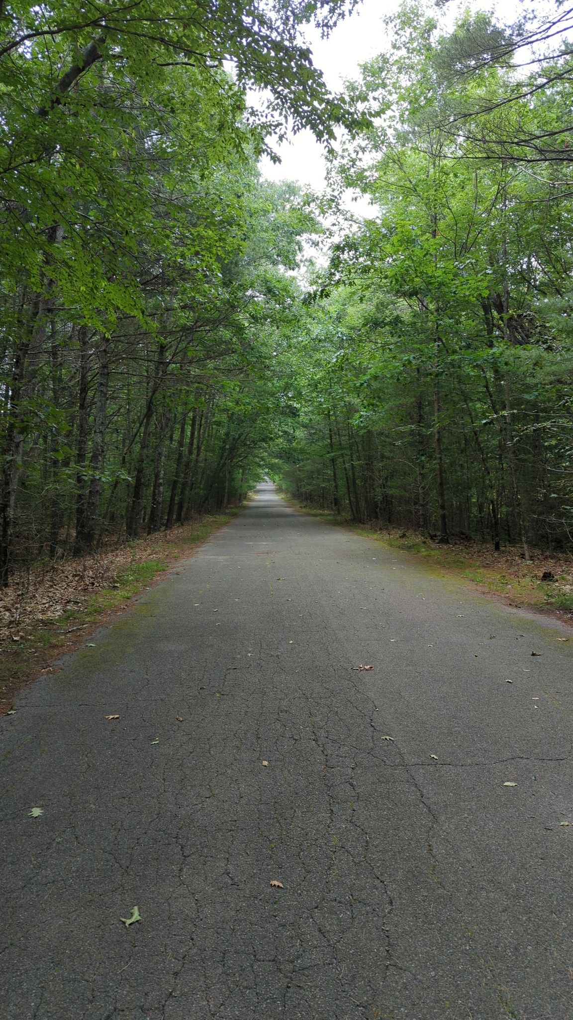lovely ride through the woods