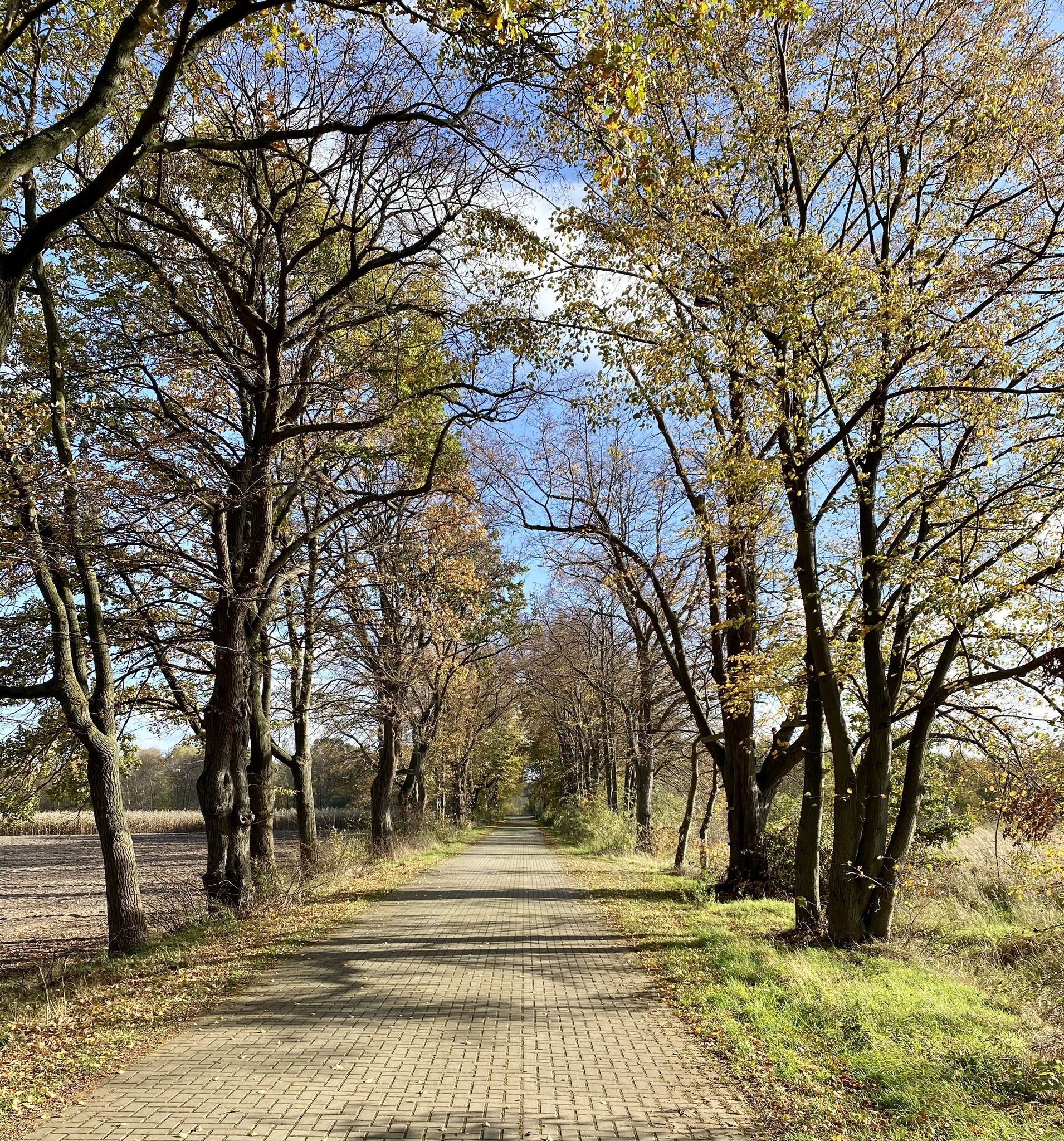 ND GF 9: Lindenallee von Allerbüttel zum Mittellandkanal