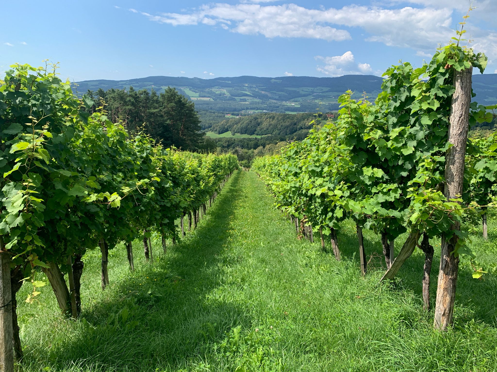 In der Pöllauer Weinbergen