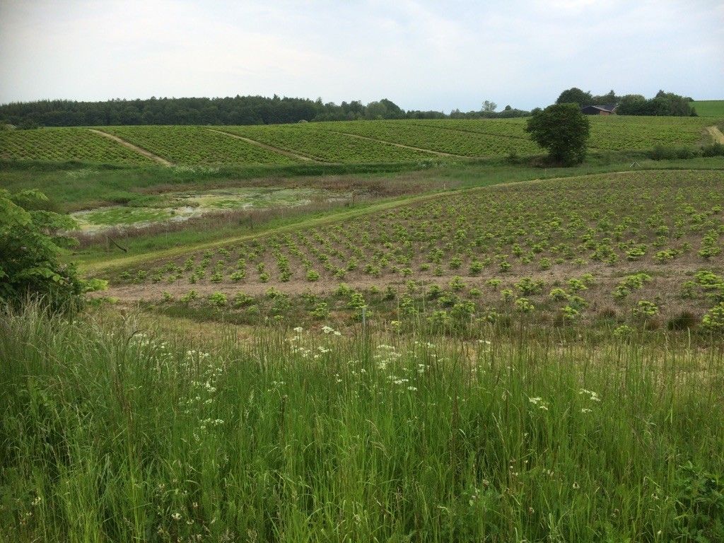 Weihnachtsbaumplantage