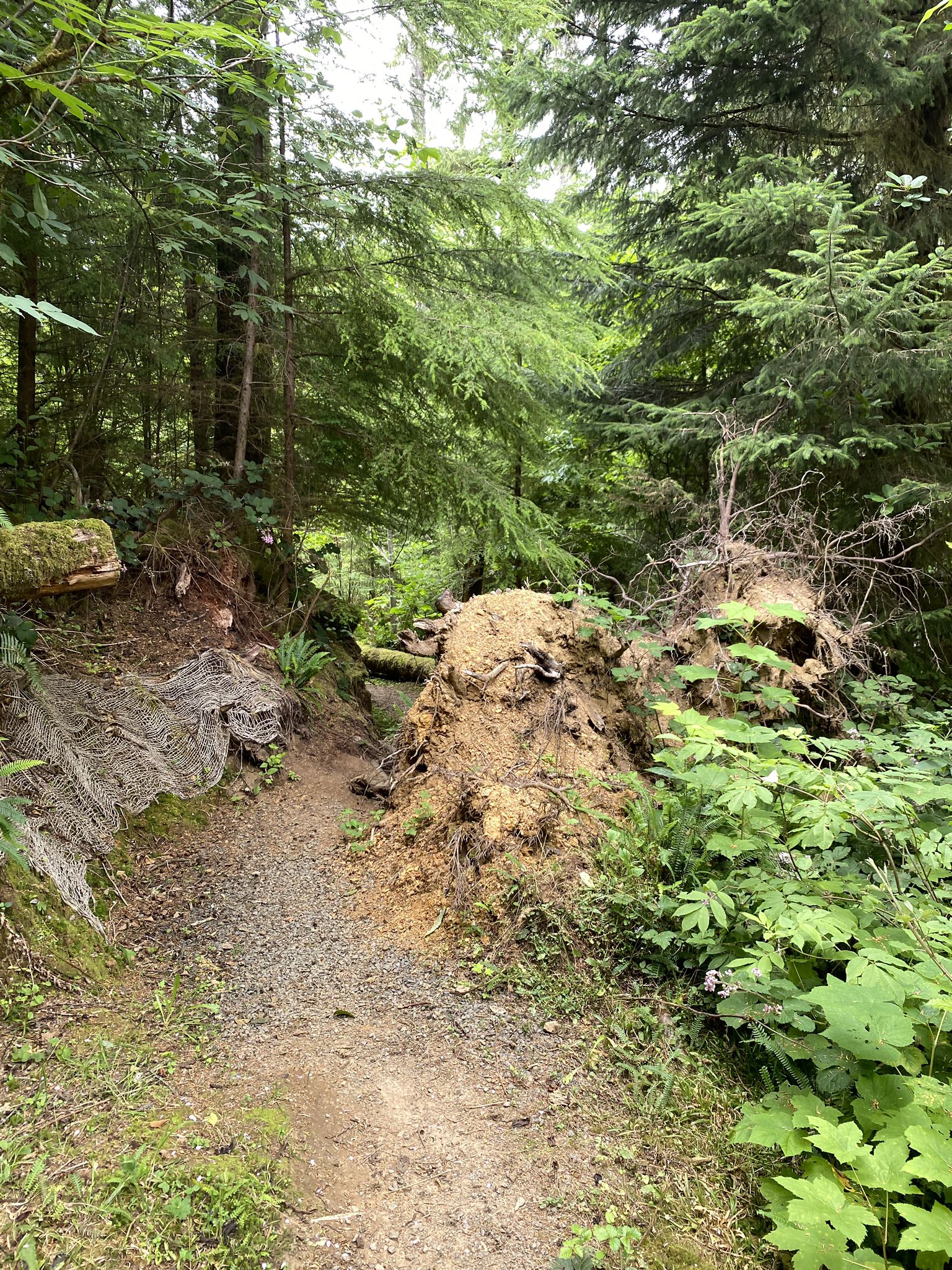 Dirt path around large exposed tree roots in a dense green forest. - Fort Clatsop and Clatsop Overlook – Lewis and Clark National Historical Park 