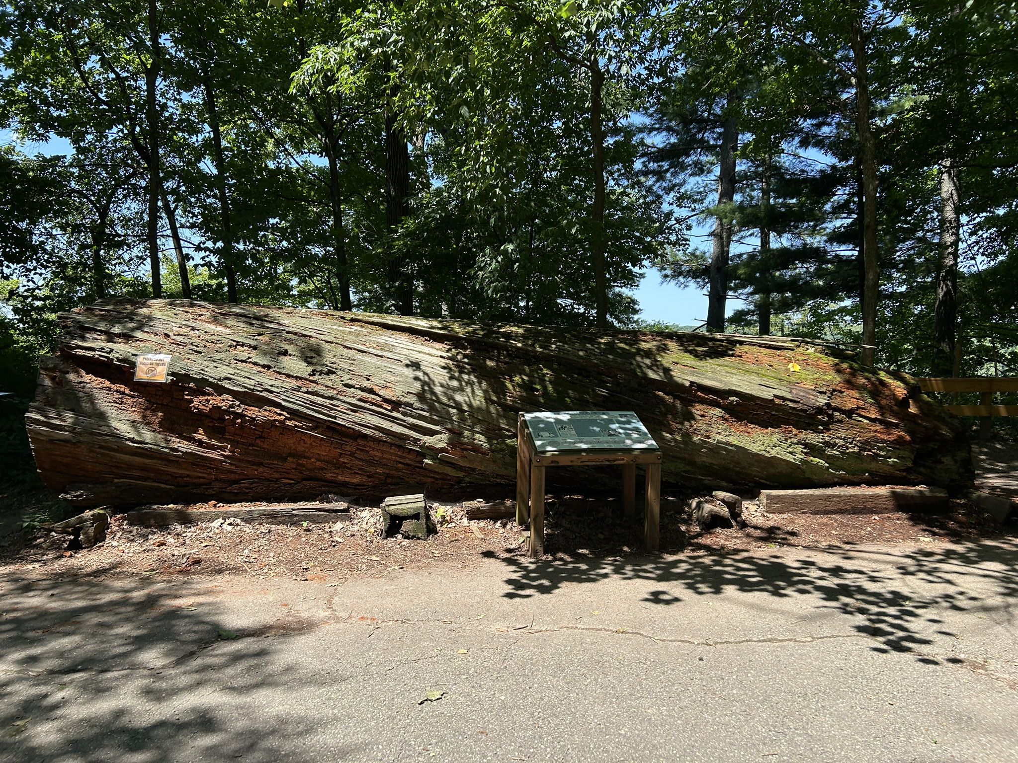 A massive fallen tree trunk lies beside an informational sign in a sunny forest. - Edesess Trail